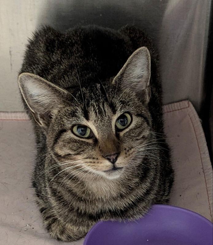 Enlarge Crackle, a Adoptable mixed breed in Ocala, FL image 2/3