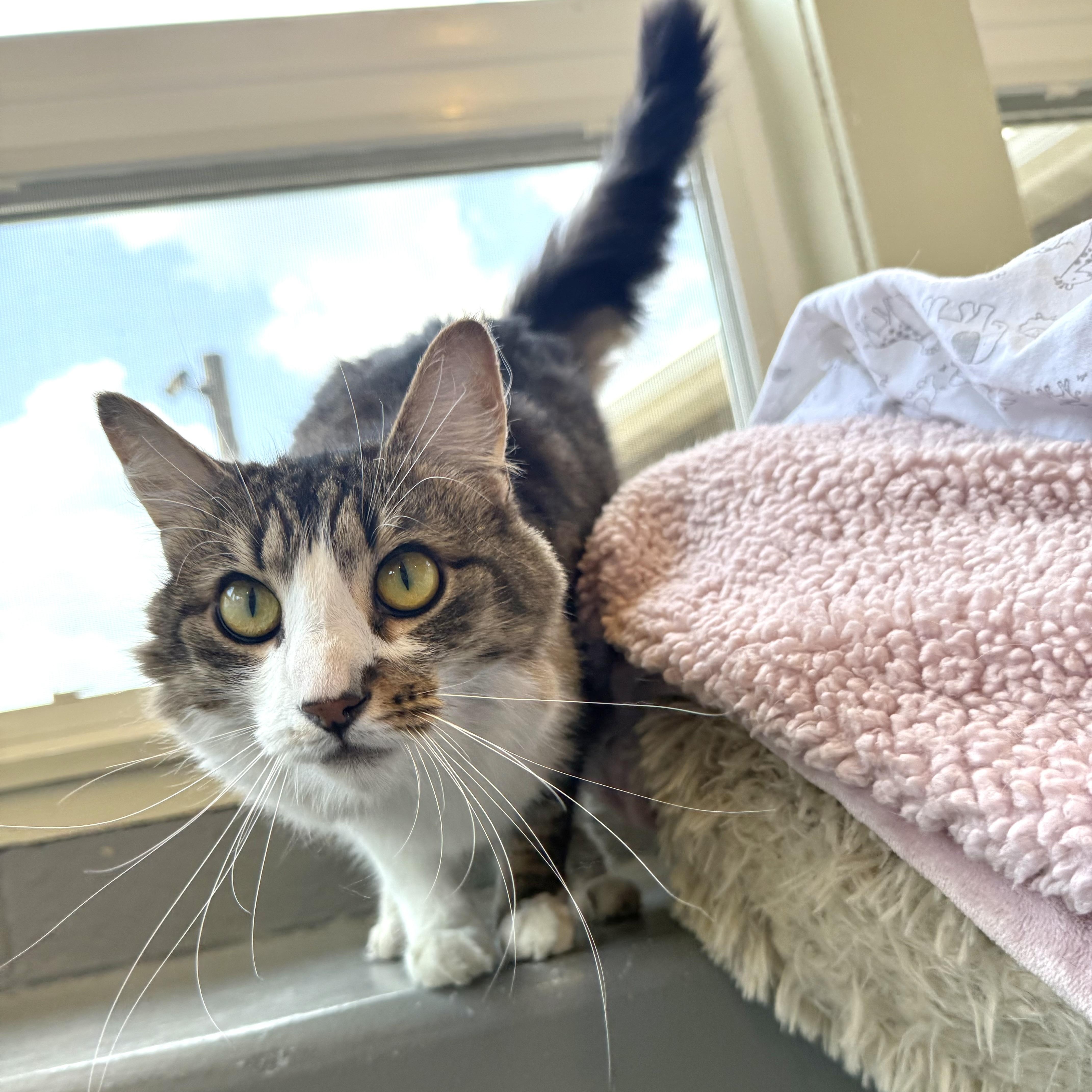 Enlarge Eloise, a Adoptable mixed breed in Latrobe, PA image 3/6