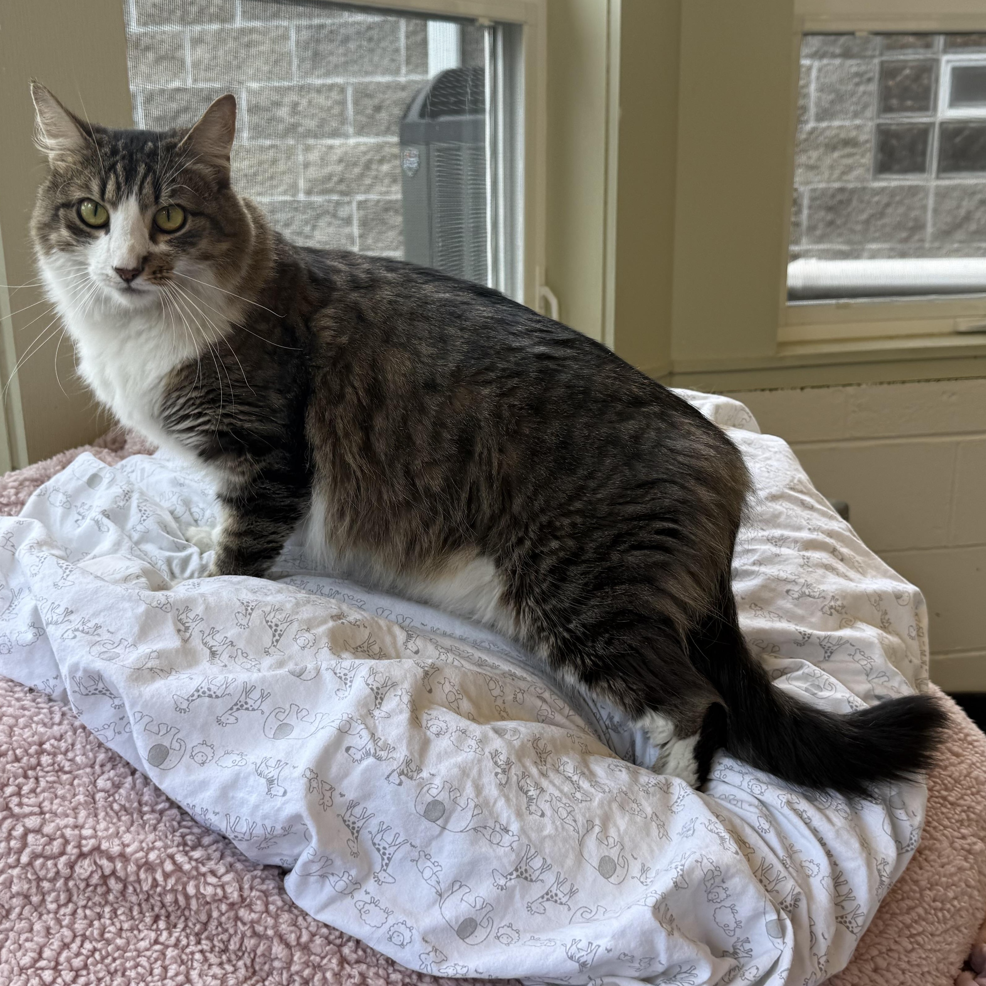 Enlarge Eloise, a Adoptable mixed breed in Latrobe, PA image 6/6