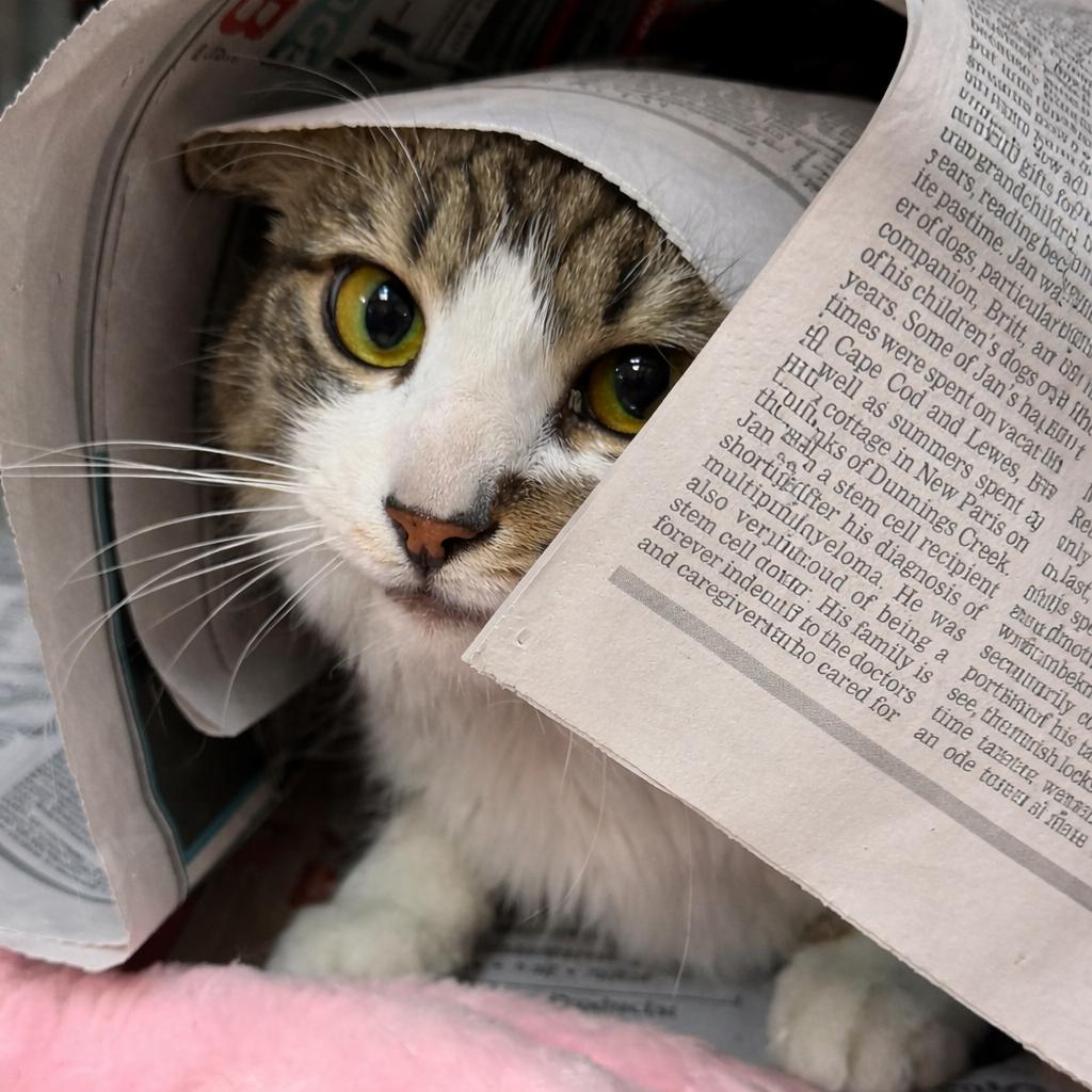 Enlarge Eloise, a Adoptable mixed breed in Latrobe, PA image 3/6