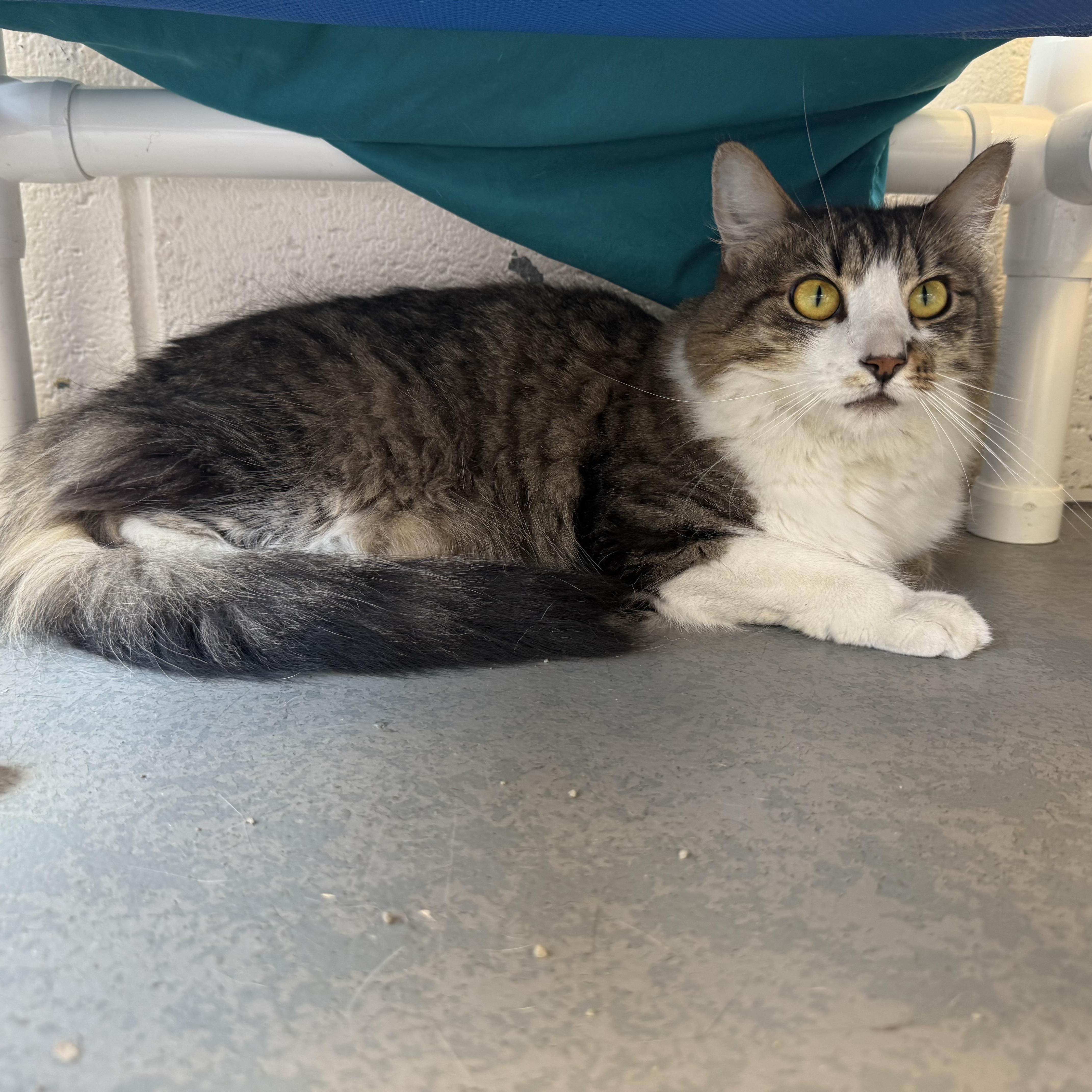 Enlarge Eloise, a Adoptable mixed breed in Latrobe, PA image 5/6