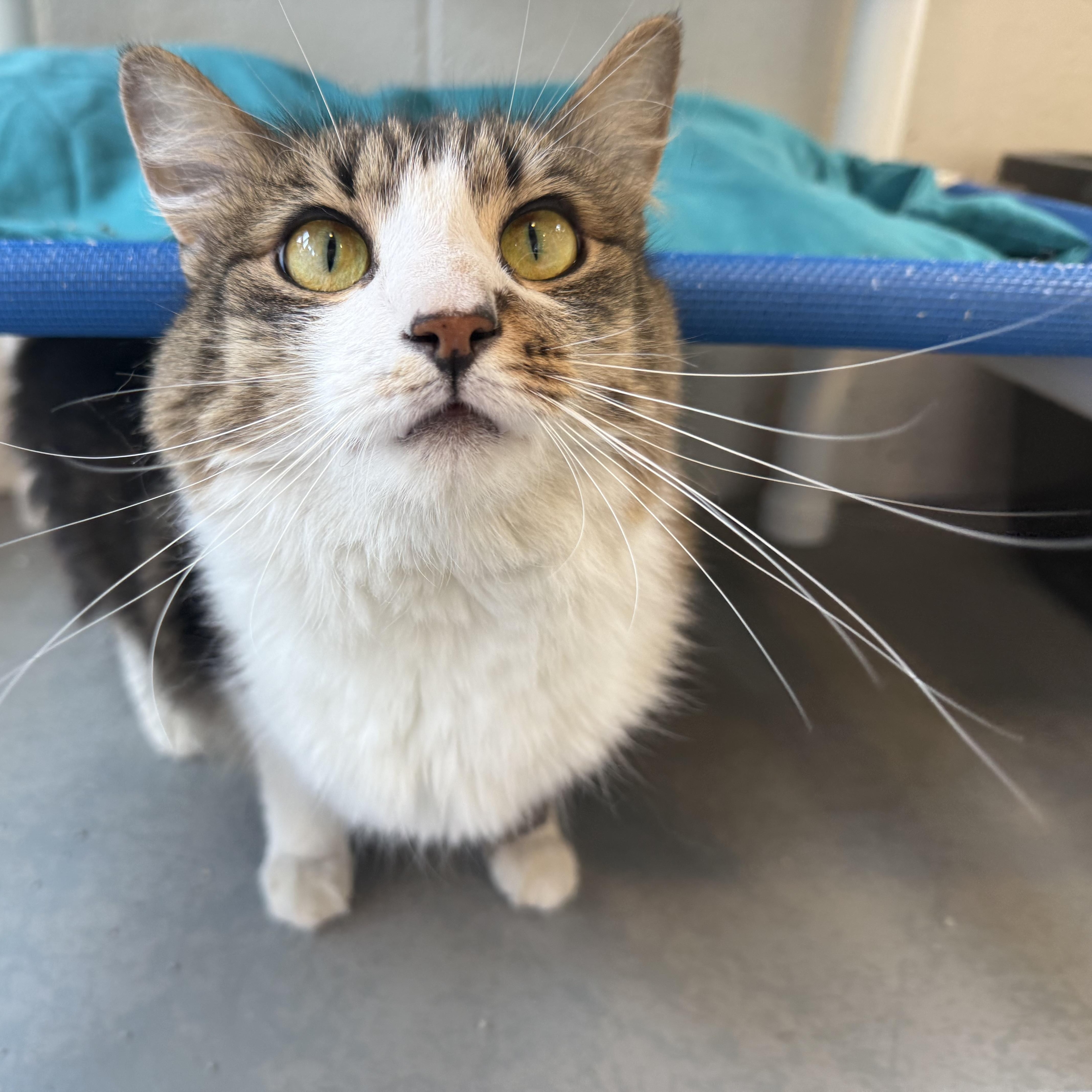 Enlarge Eloise, a Adoptable mixed breed in Latrobe, PA image 2/6