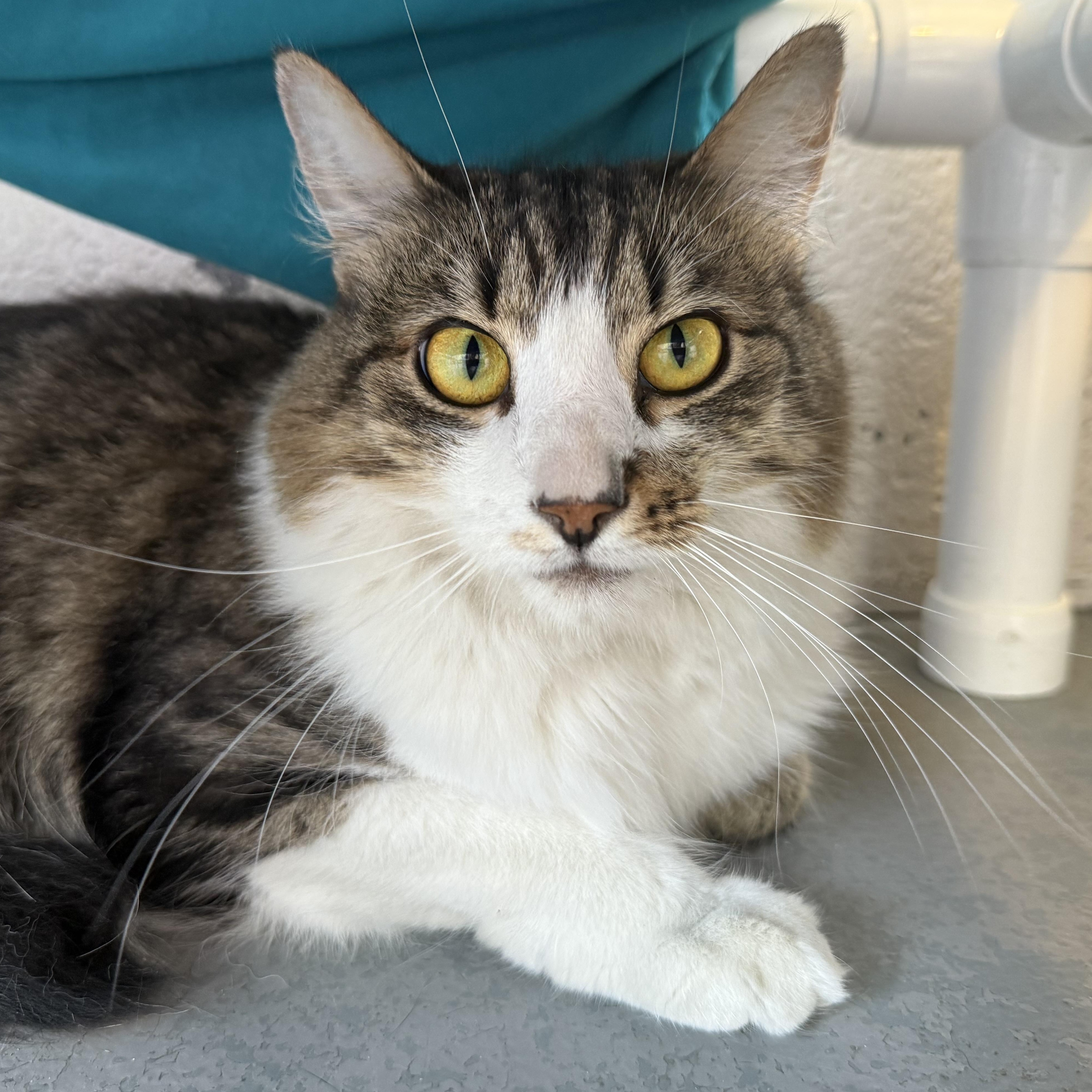 Eloise, Adult Female unknown
