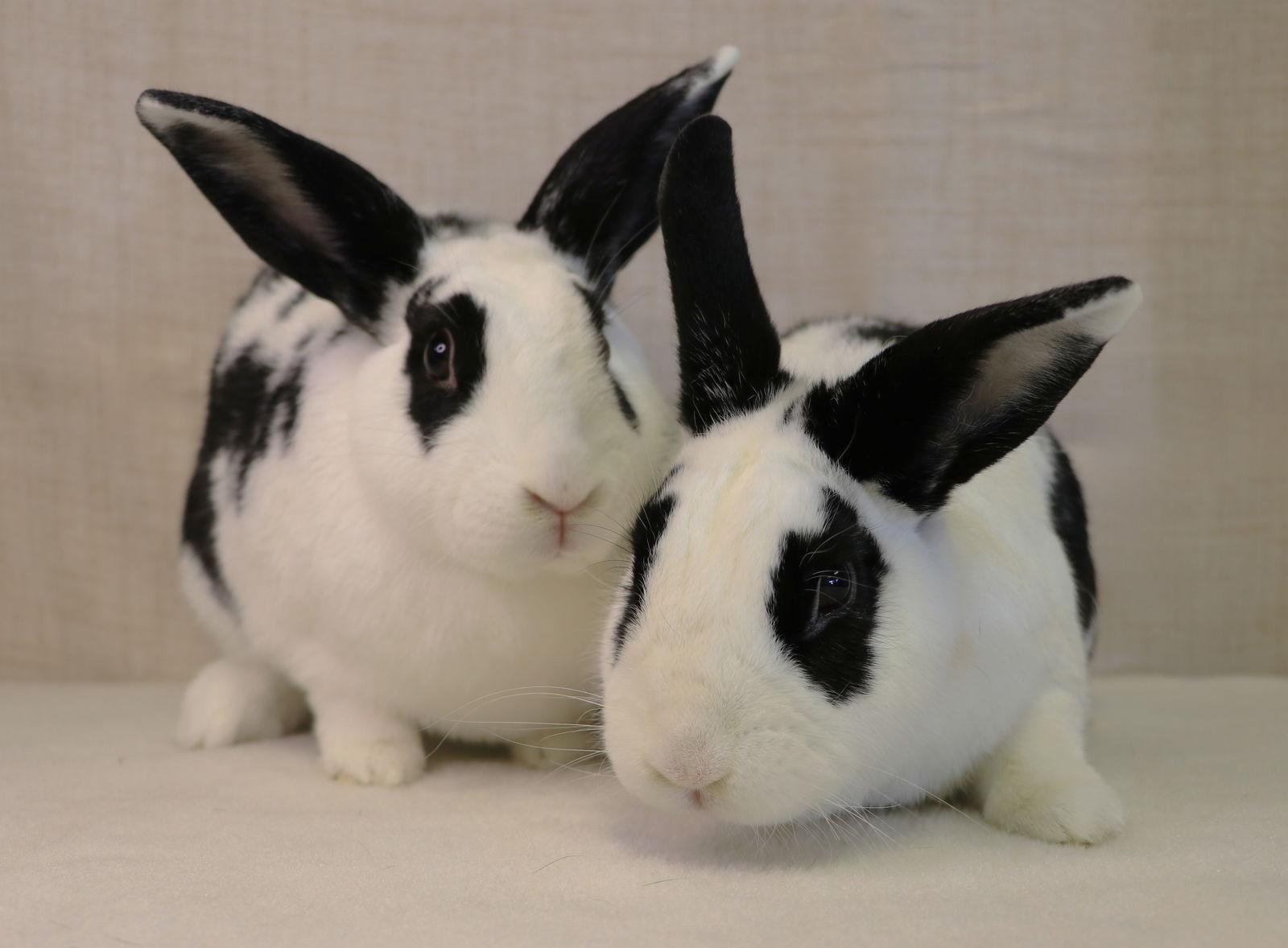 Enlarge Retta, a Adoptable English Spot in Lakeville, MN image 1/3