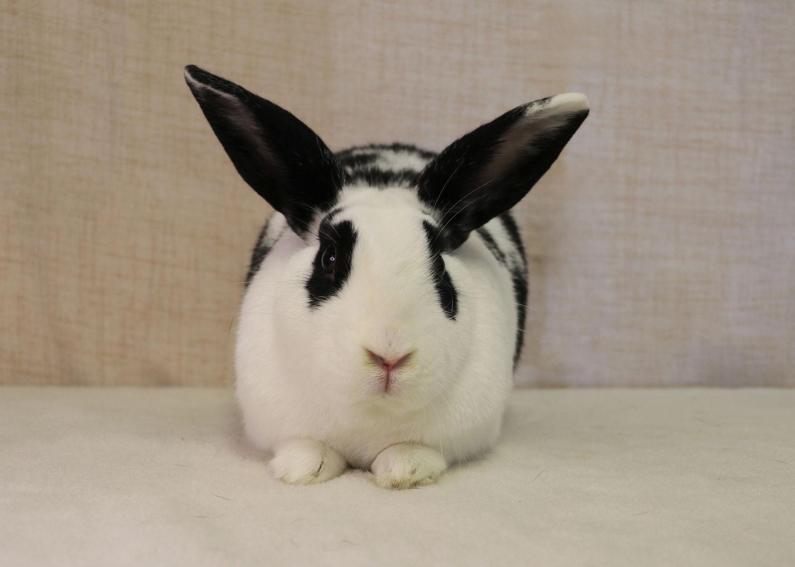 Enlarge Retta, a Adoptable English Spot in Lakeville, MN image 3/3