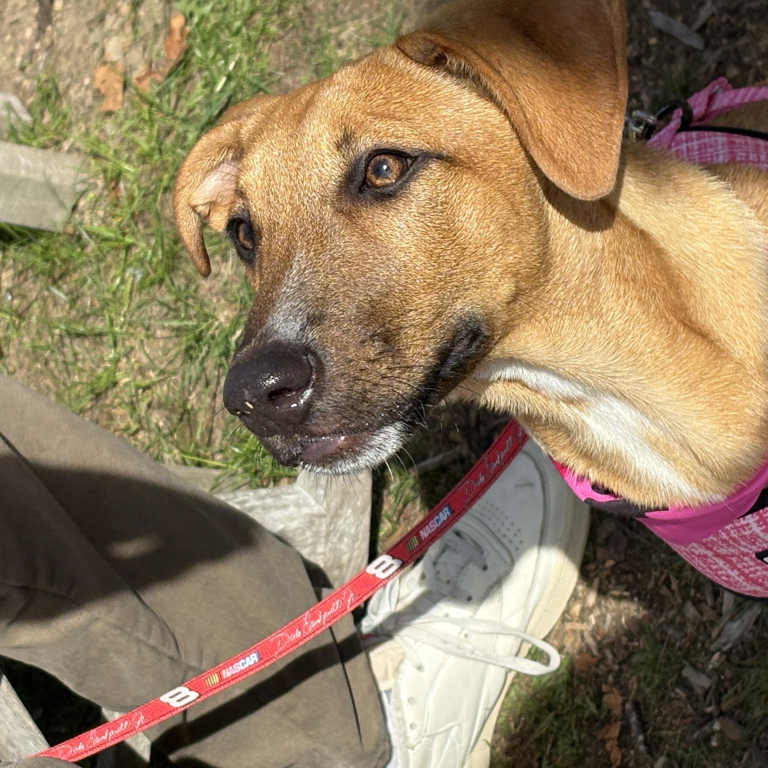 Suki, an adopted Mixed Breed in Sandwich, MA image 2/5