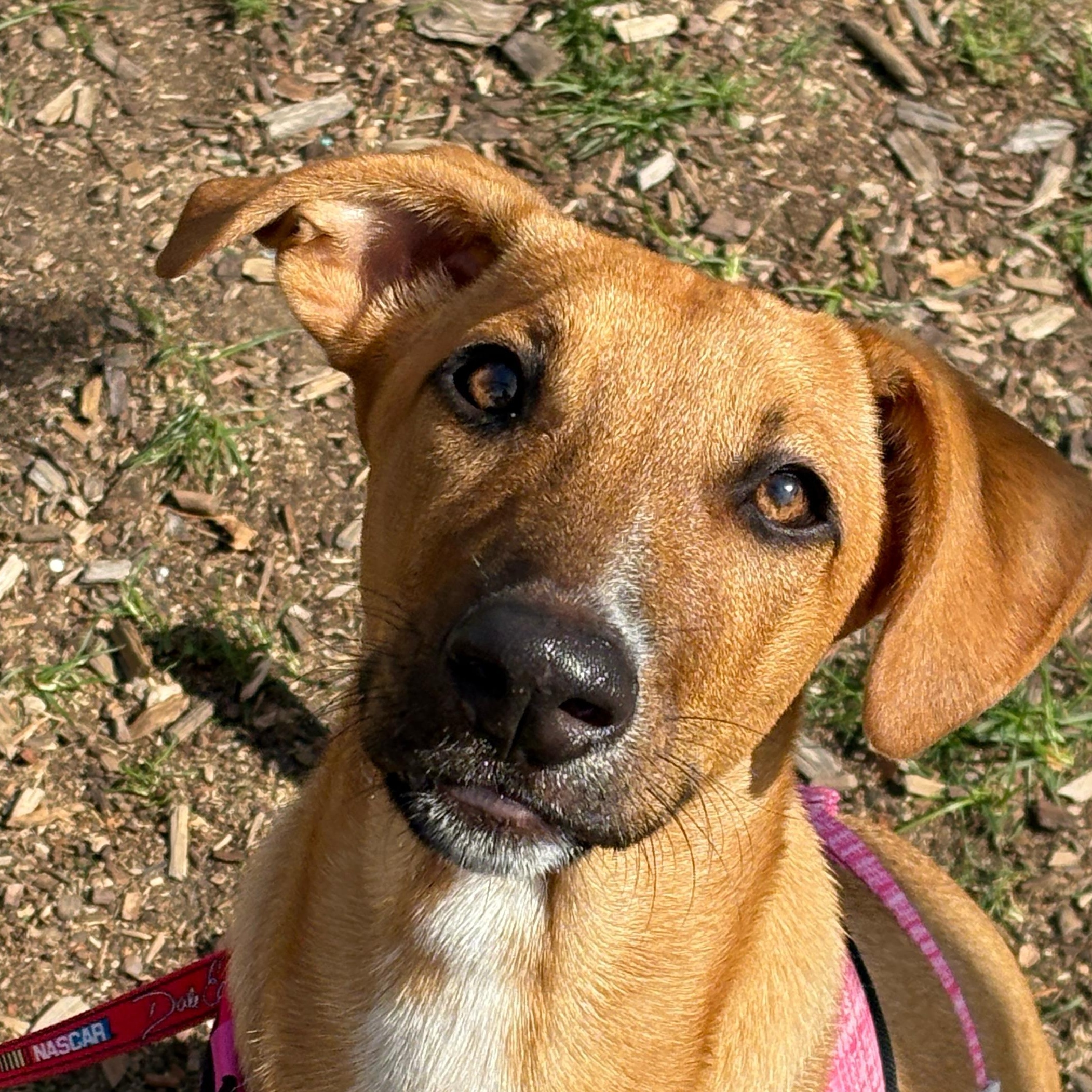 Suki, adopted, Puppy Female Mixed Breed.
