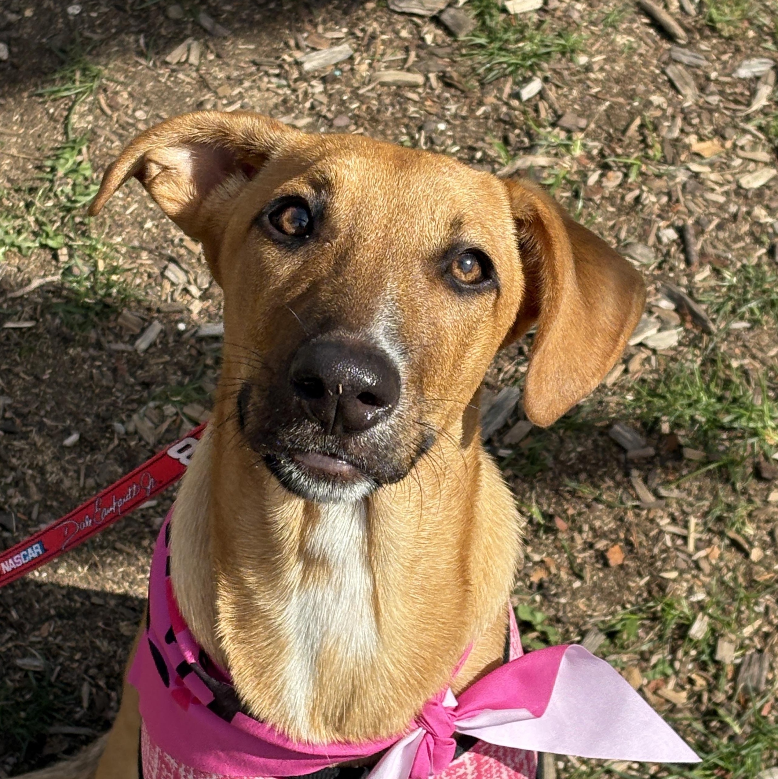 Suki, an adopted Mixed Breed in Sandwich, MA image 5/5