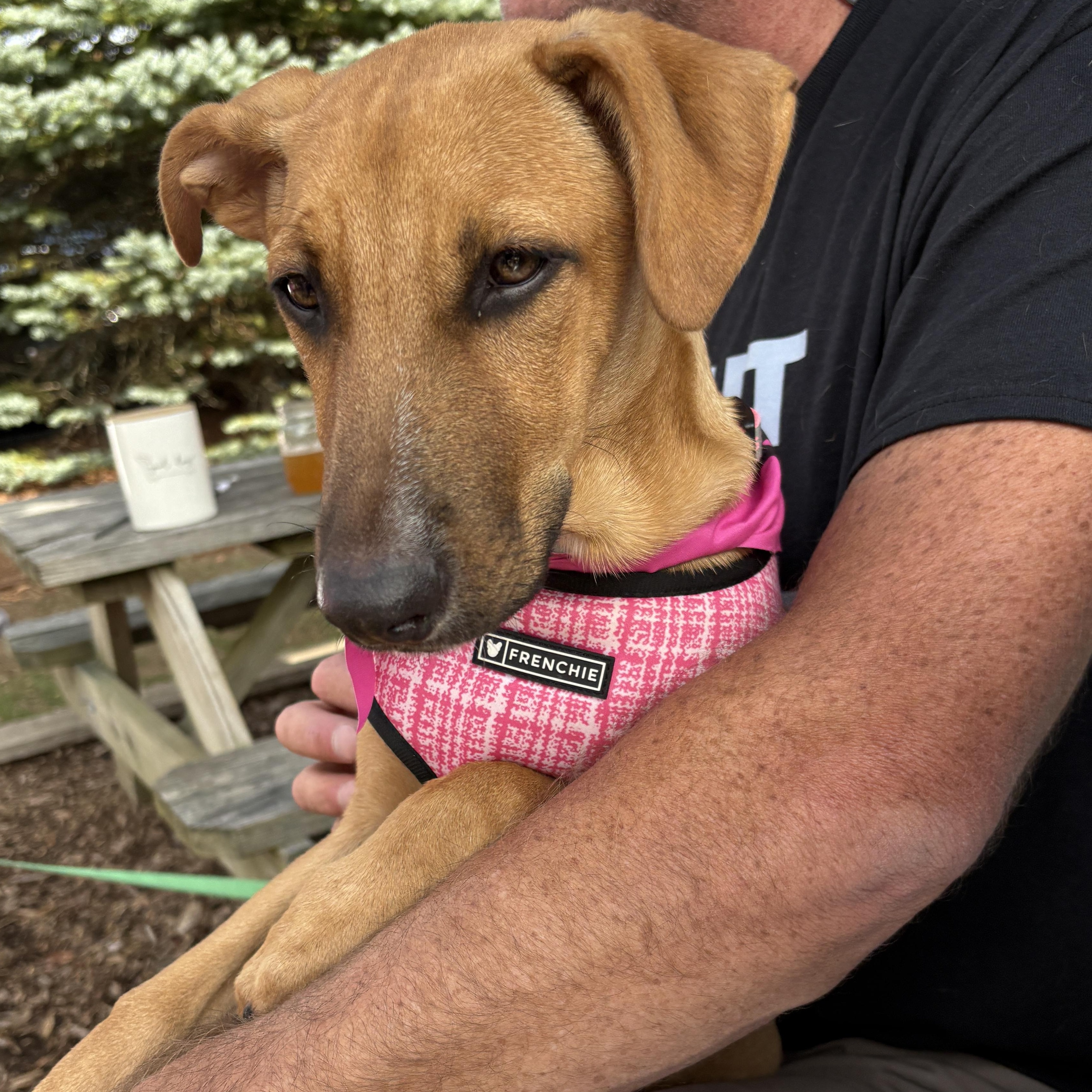 Suki, an adopted Mixed Breed in Sandwich, MA image 4/5