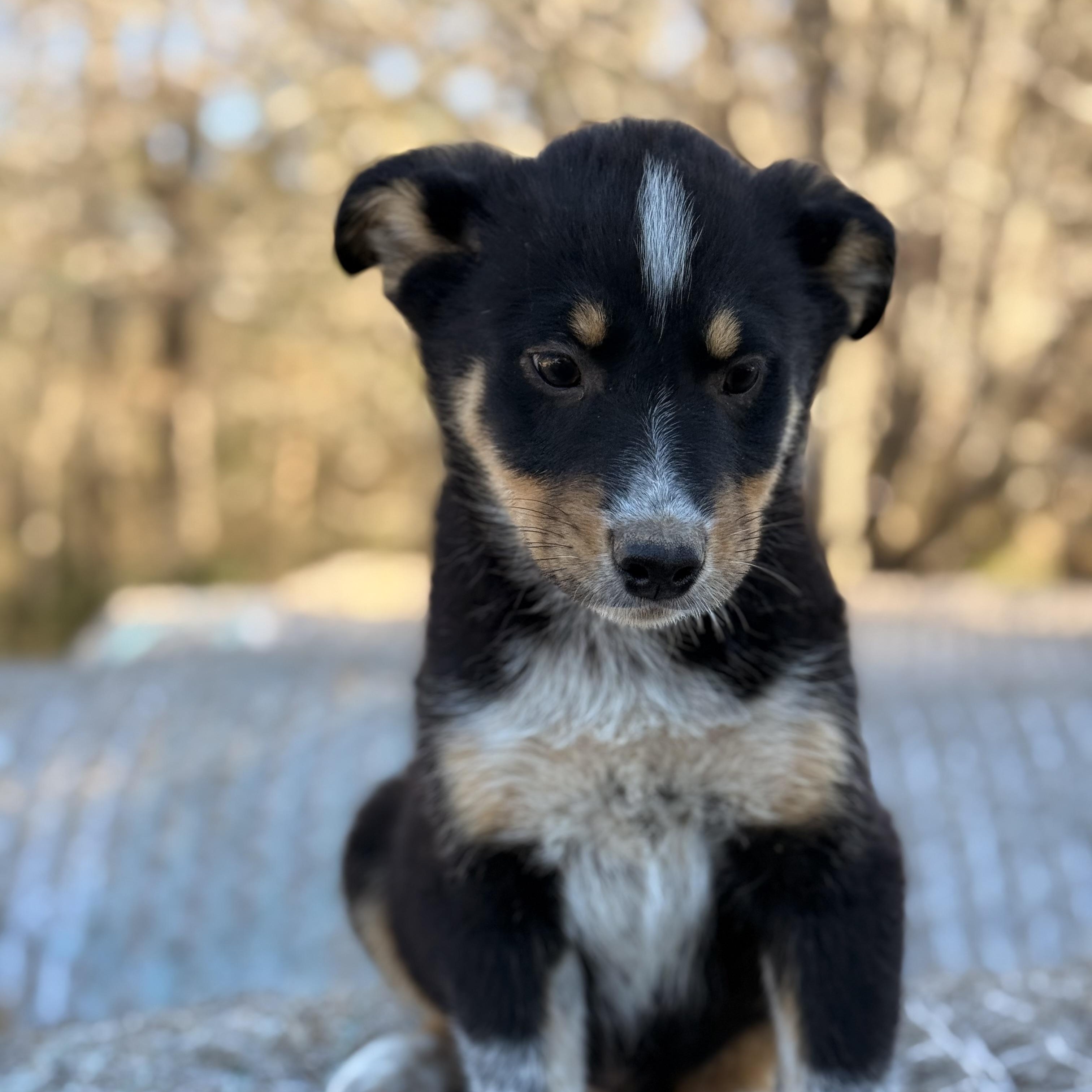 Enlarge Fudge, a Adoptable mixed breed in Davenport, IA image 3/6