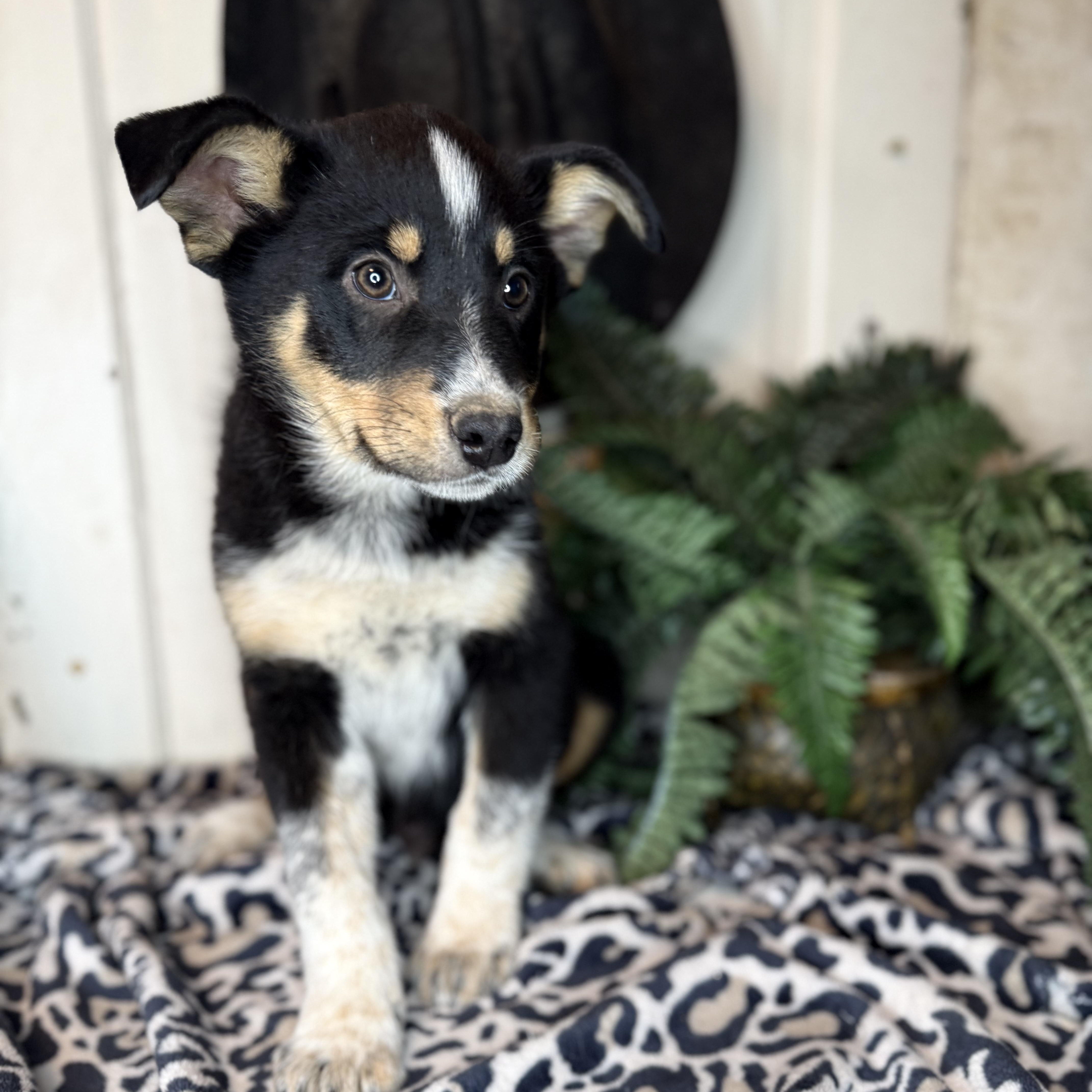 Enlarge Fudge, a Adoptable mixed breed in Davenport, IA image 6/6