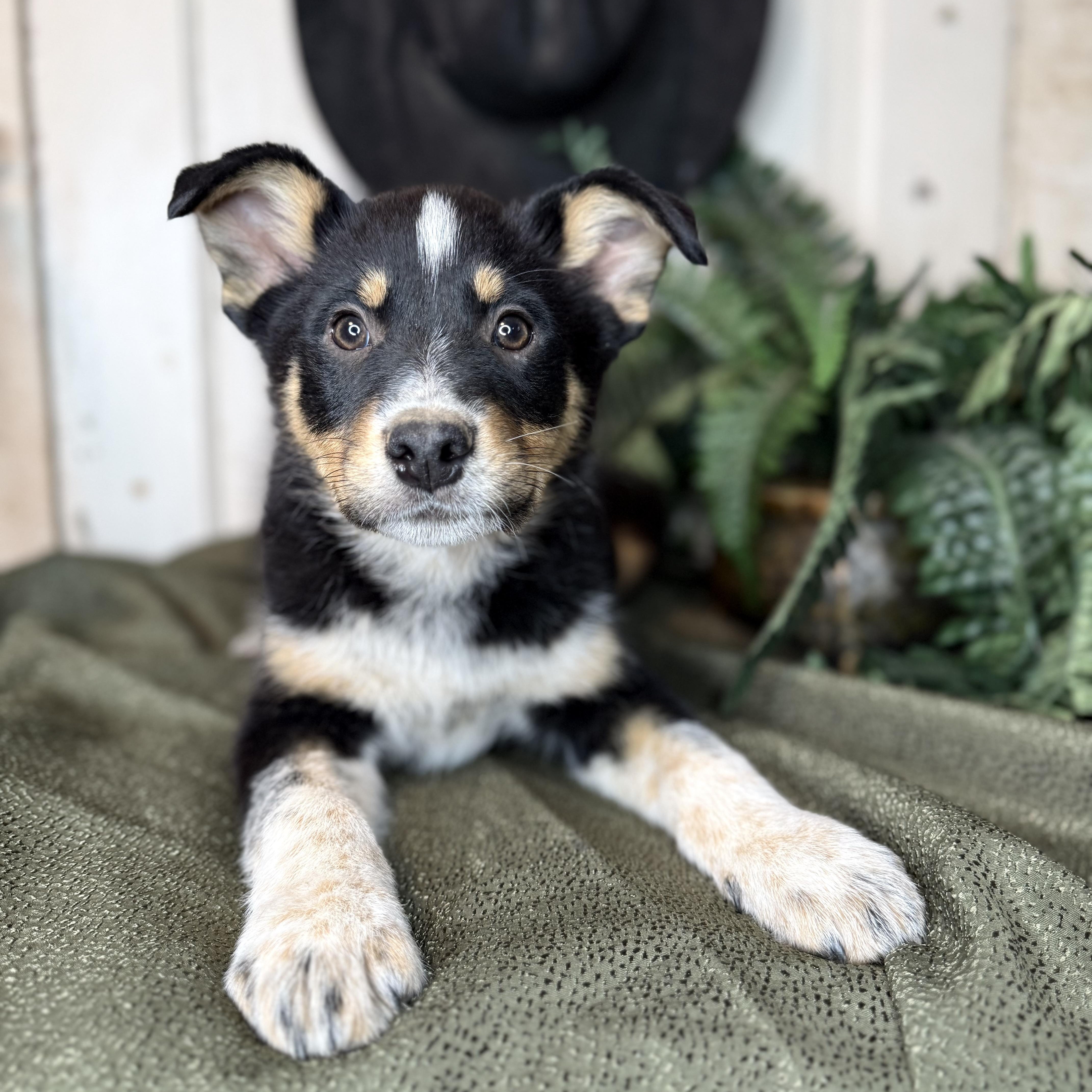Fudge, Adoptable, Puppy Male Australian Shepherd & Smooth Collie.