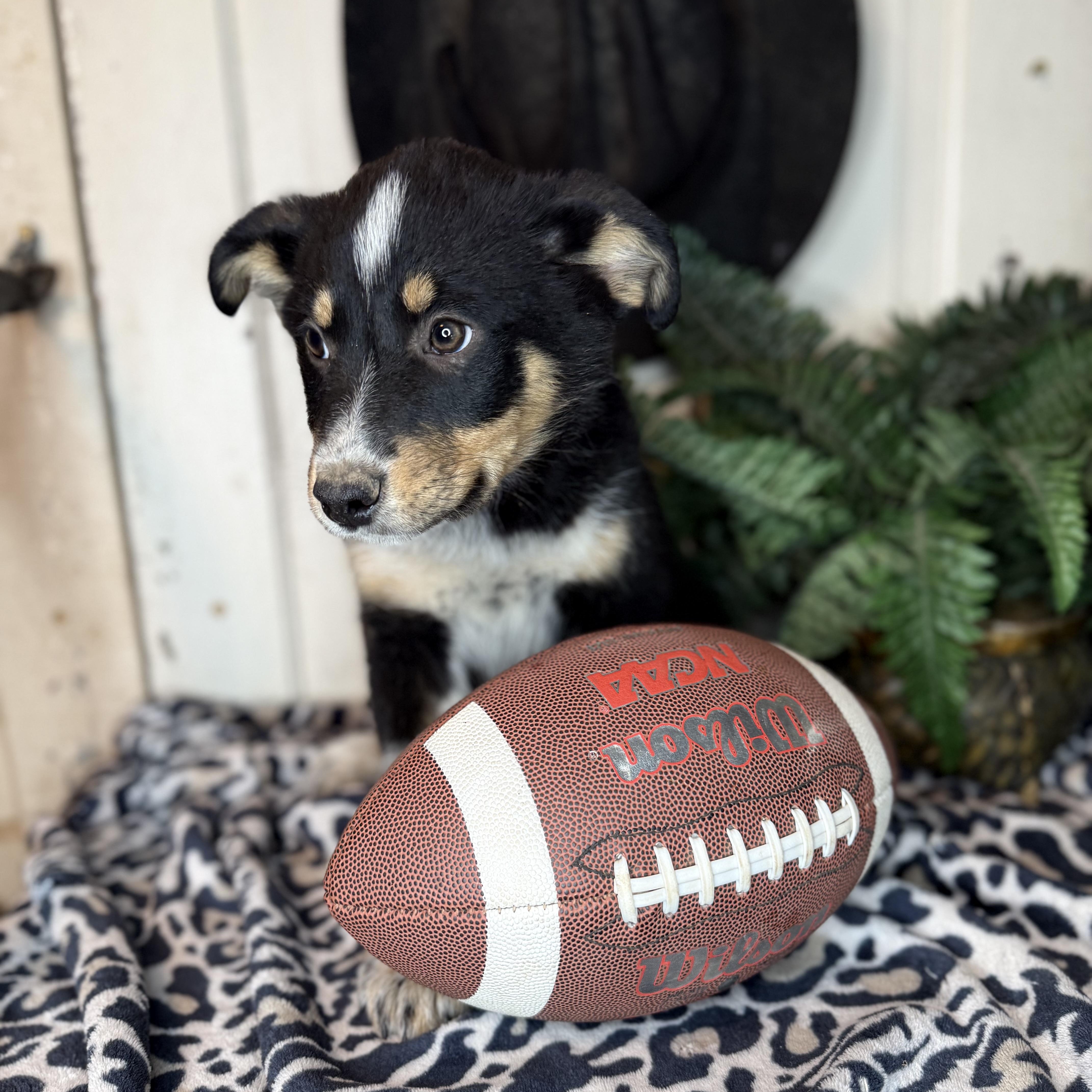 Enlarge Fudge, a Adoptable mixed breed in Davenport, IA image 4/6