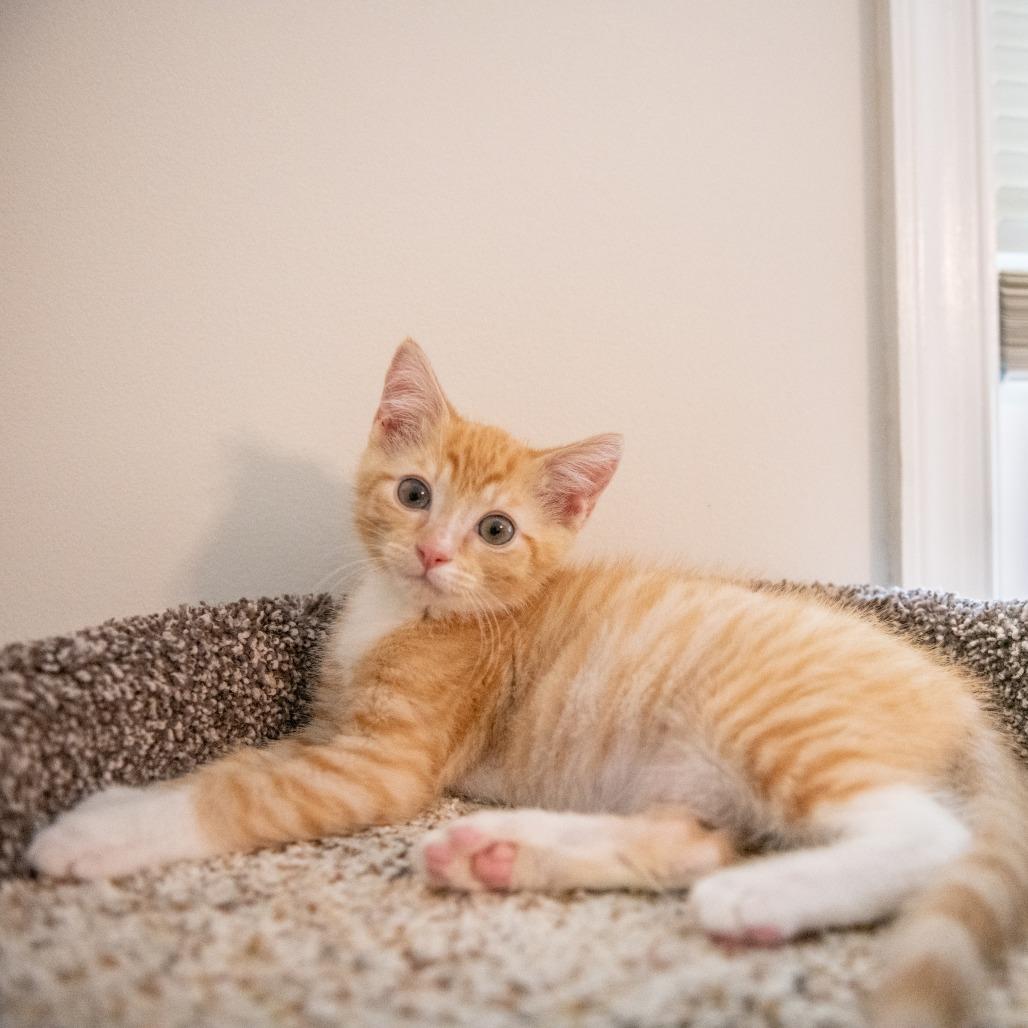 Charlie, Adoptable, Kitten Male Domestic Short Hair.