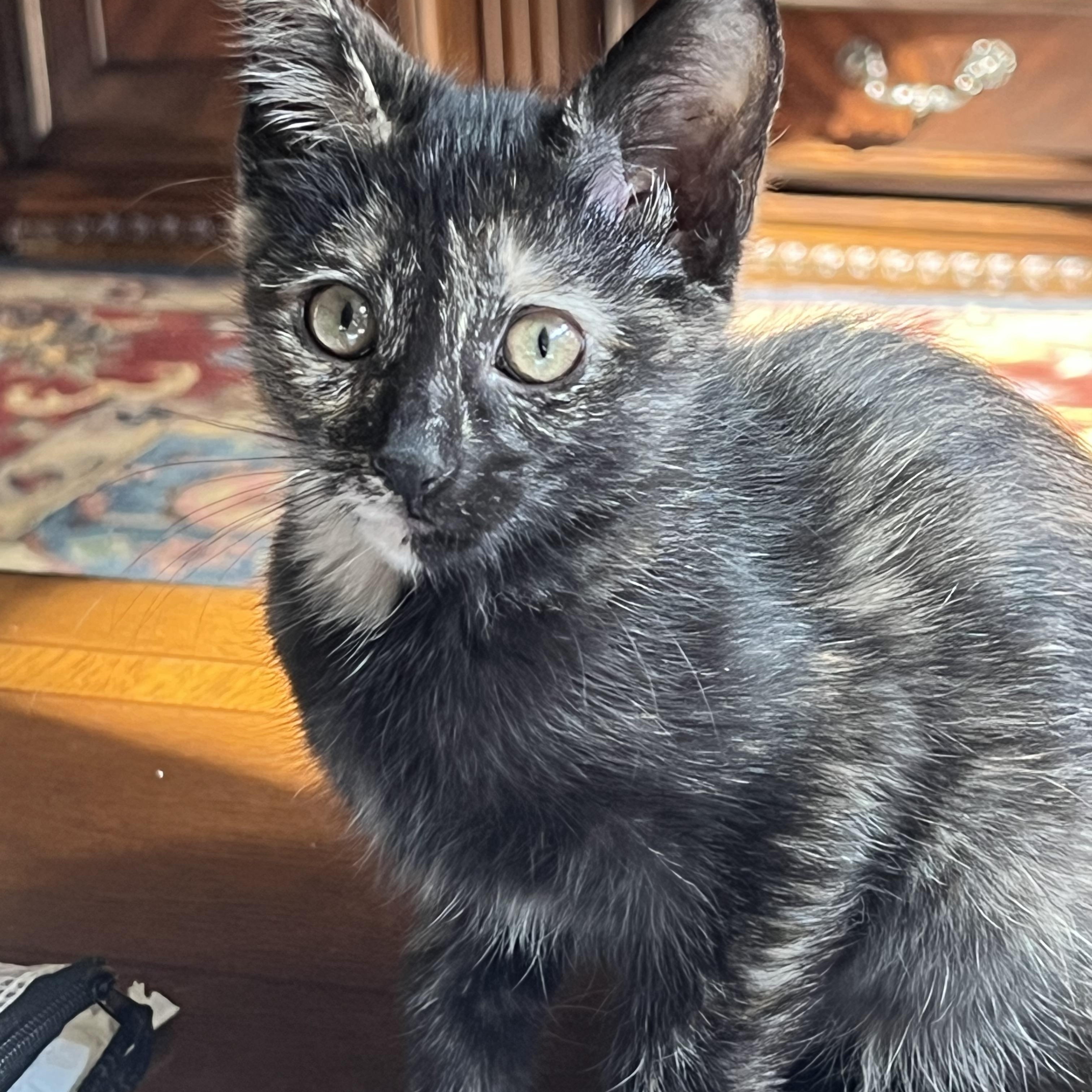 Enlarge Simone, a Adoptable Domestic Short Hair in Huffman, TX image 3/3