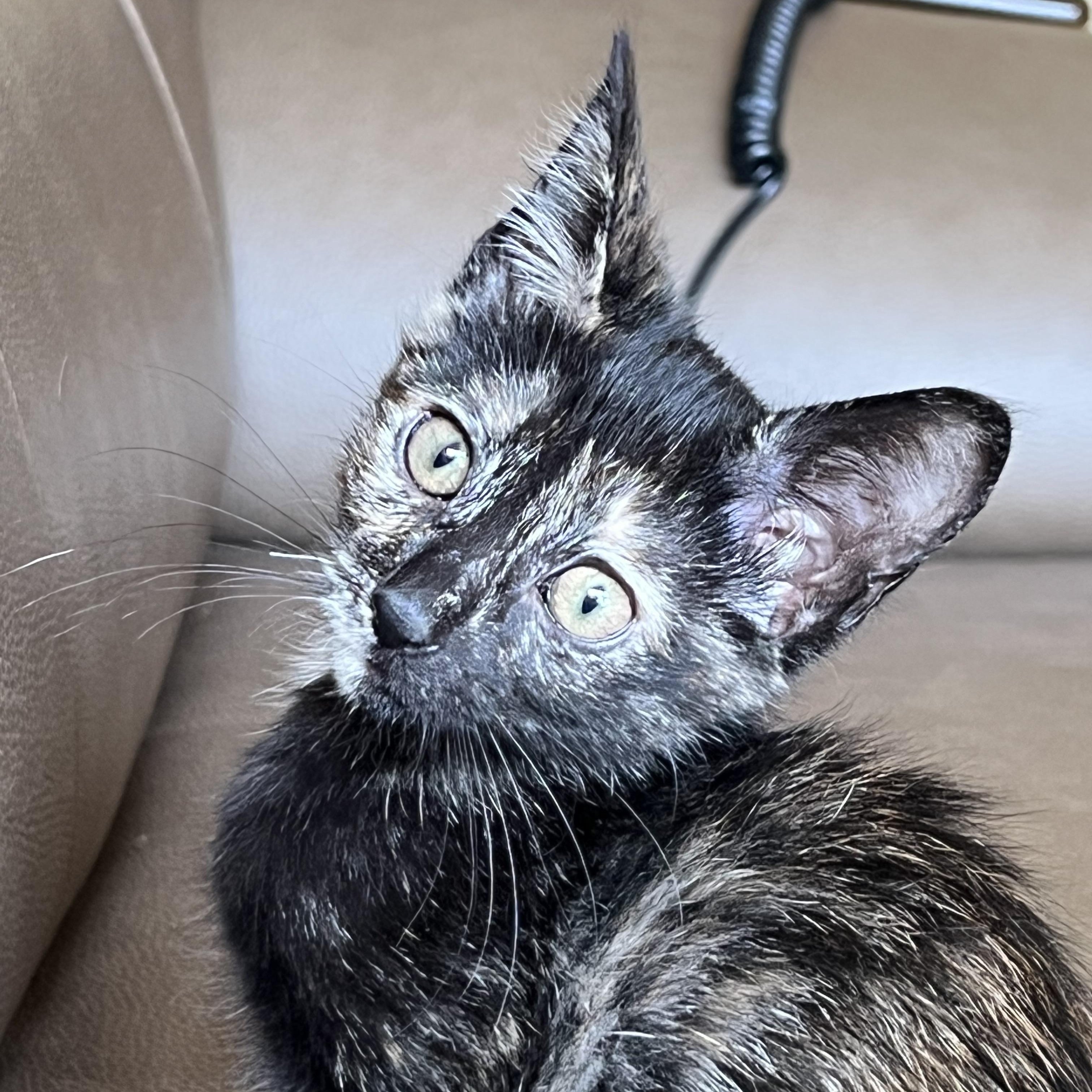 Enlarge Simone, a Adoptable Domestic Short Hair in Huffman, TX image 2/3