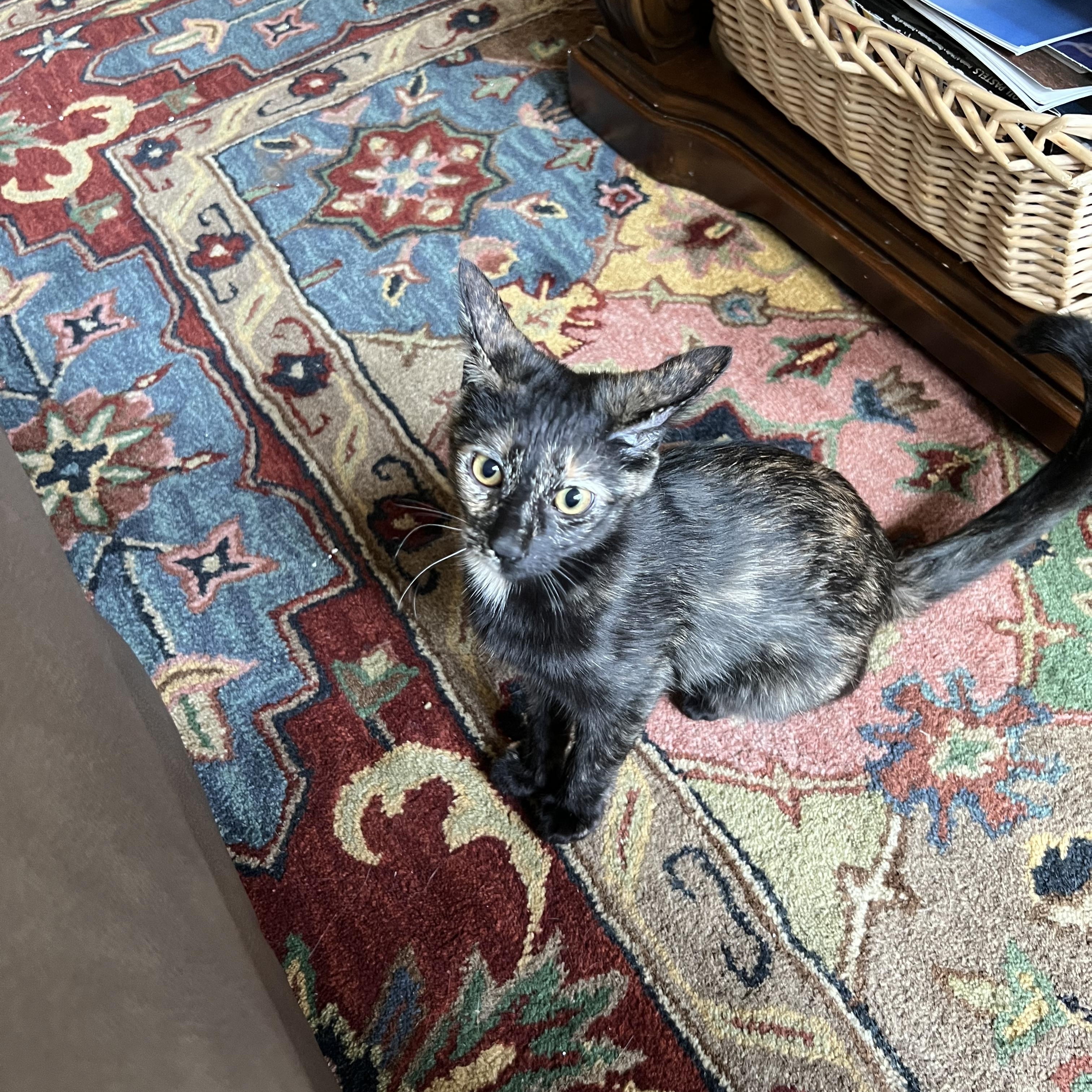 Simone, Adoptable, Young Female Domestic Short Hair.