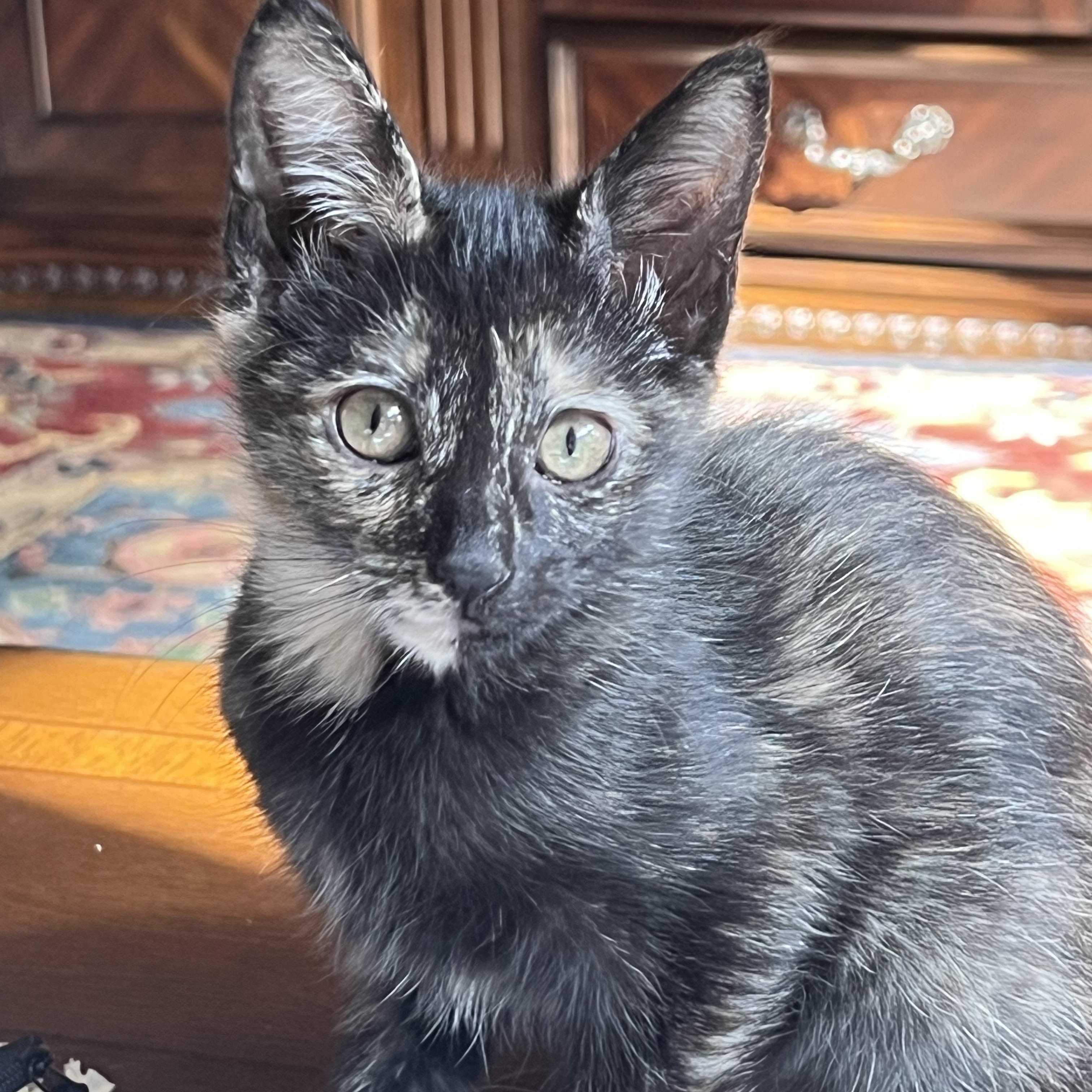 Simone, Adoptable, Young Female Domestic Short Hair.