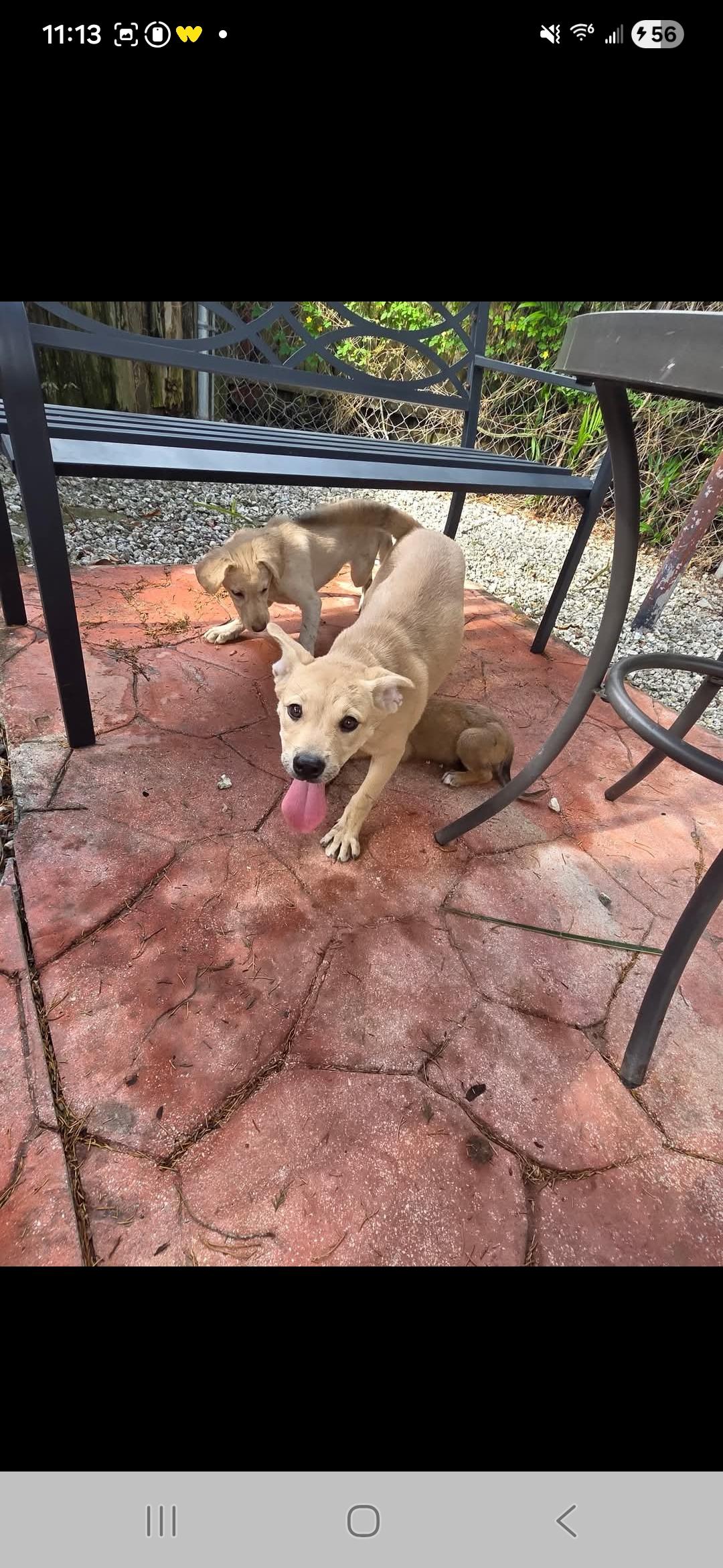 Avarie, adoptable, Young Female Labrador Retriever.