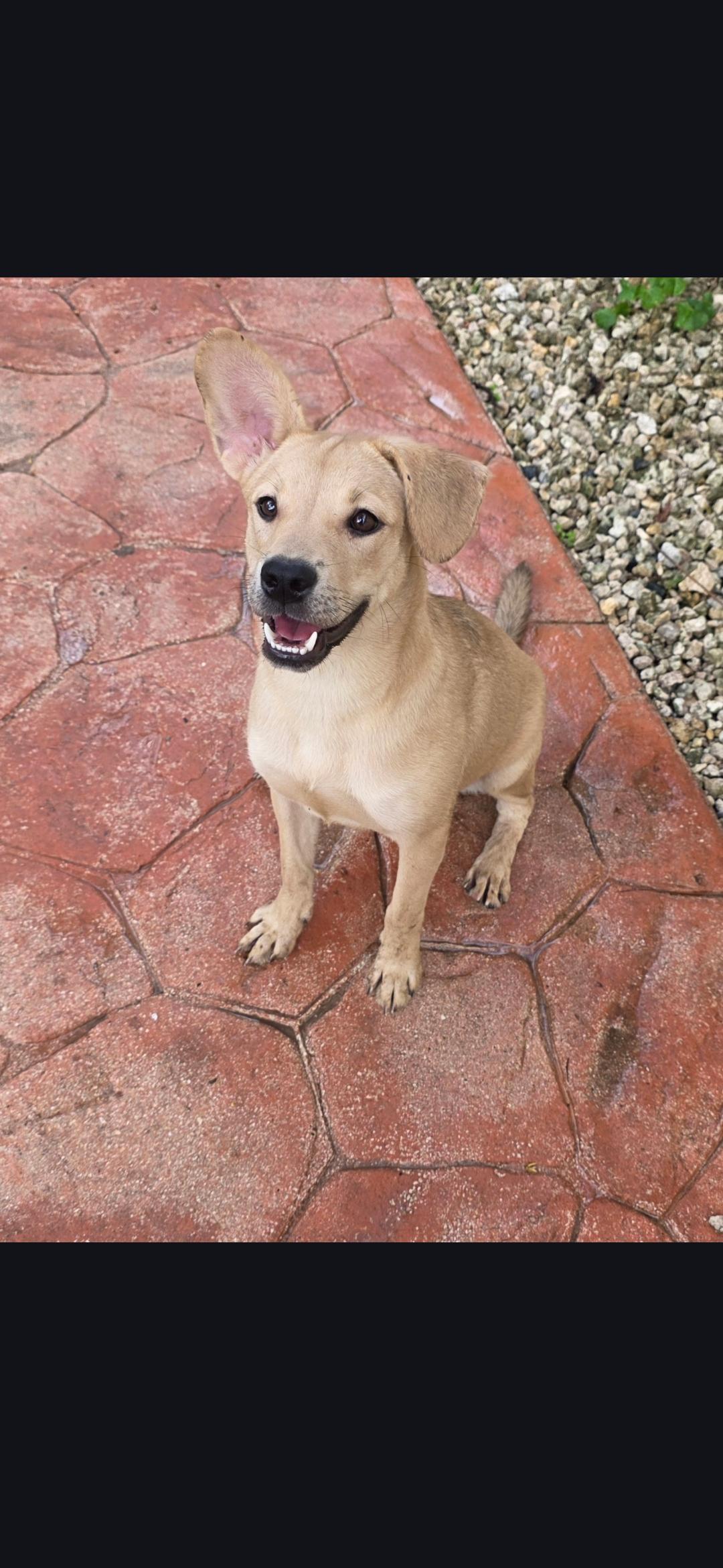 Avarie, adoptable, Young Female Labrador Retriever.