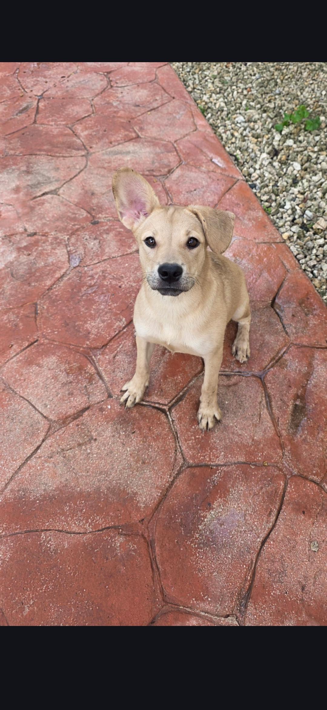 Enlarge Avarie, an adoptable mixed breed in Miami, FL image 2/2