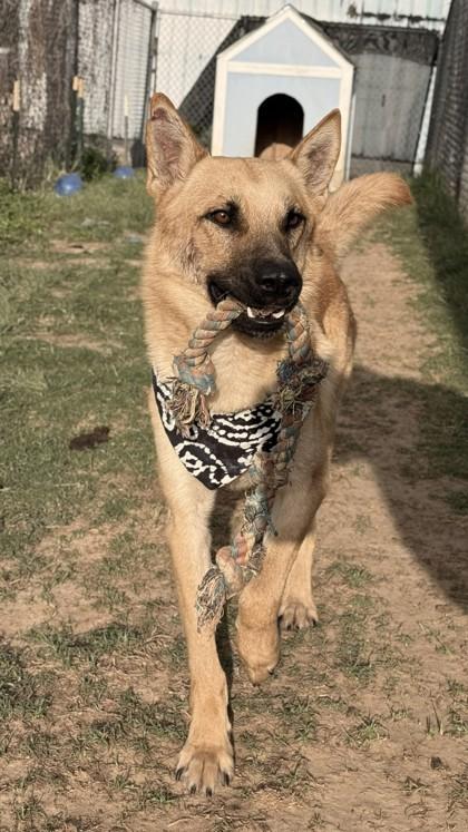 Enlarge Sheldon, a Adoptable mixed breed in Balch Springs, TX image 1/3