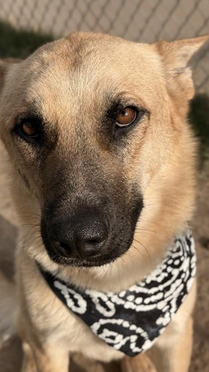 Enlarge Sheldon, a Adoptable mixed breed in Balch Springs, TX image 2/3