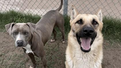 Sheldon, a Adoptable mixed breed in Balch Springs, TX image 2/3