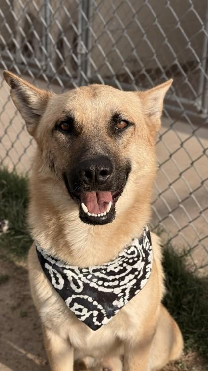 Enlarge Sheldon, a Adoptable mixed breed in Balch Springs, TX image 3/3