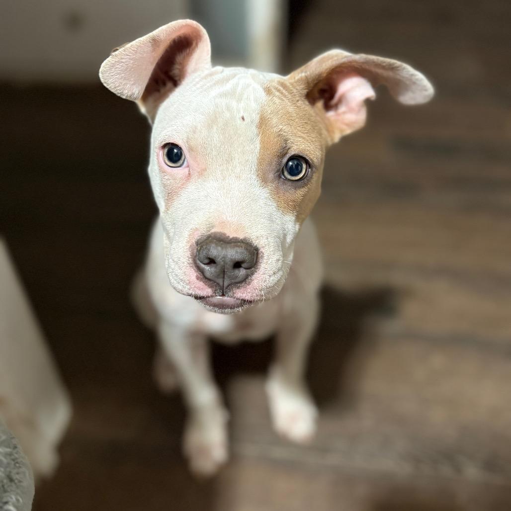 Clyde, a Adoptable Pit Bull Terrier in Long Beach, CA image 3/6