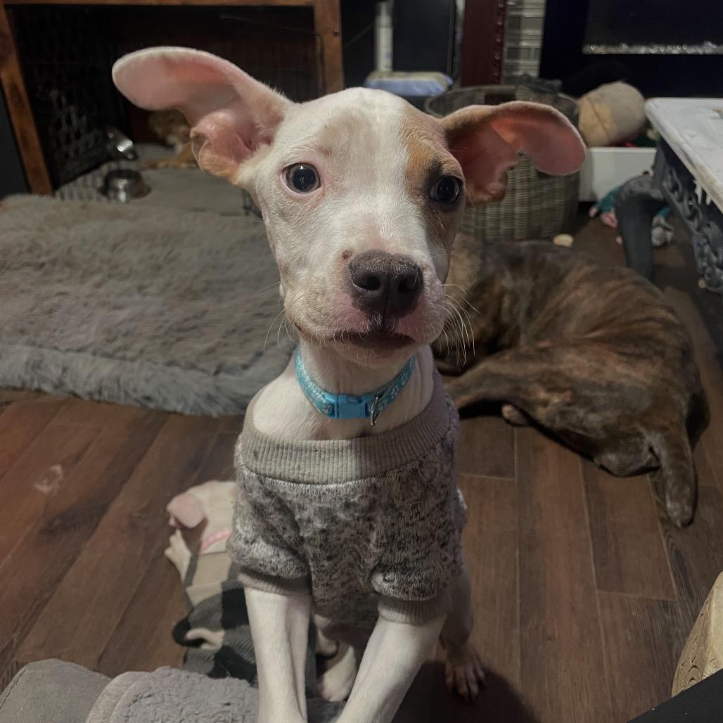 Clyde, a Adoptable Pit Bull Terrier in Long Beach, CA image 4/6