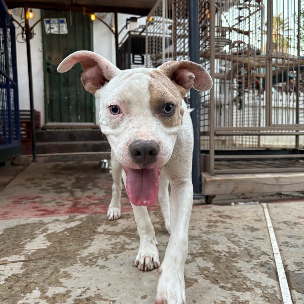 Clyde, a Adoptable Pit Bull Terrier in Long Beach, CA image 5/6