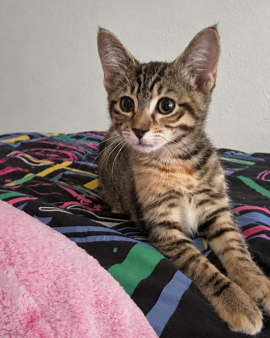 Cara (tabbico), a Adoptable Domestic Short Hair in Allen, TX image 4/6
