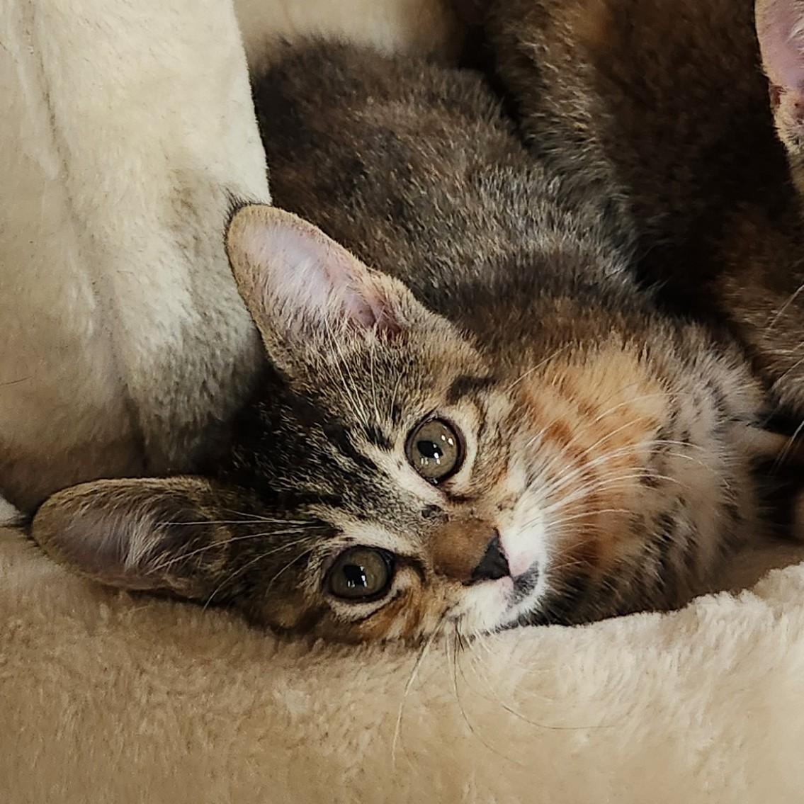 Cara (tabbico), a Adoptable Domestic Short Hair in Allen, TX image 2/6