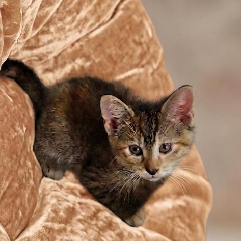 Cara (tabbico), a Adoptable Domestic Short Hair in Allen, TX image 5/6