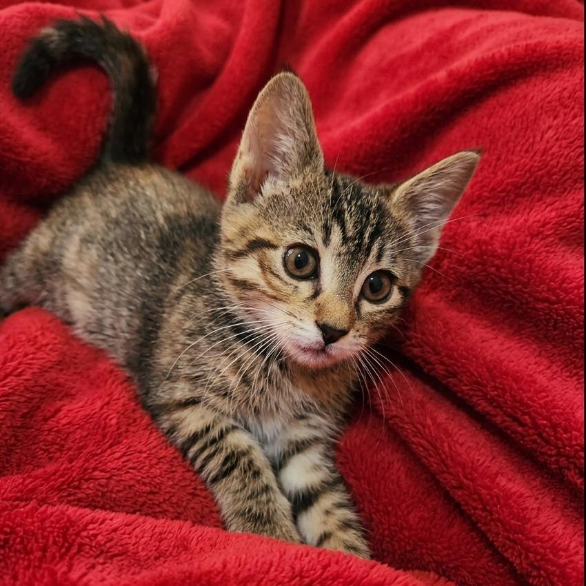 Cara (tabbico), a Adoptable Domestic Short Hair in Allen, TX image 3/6
