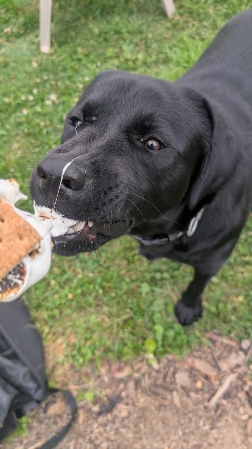 Boomer, a Adoptable Labrador Retriever in Indianapolis, IN image 2/4