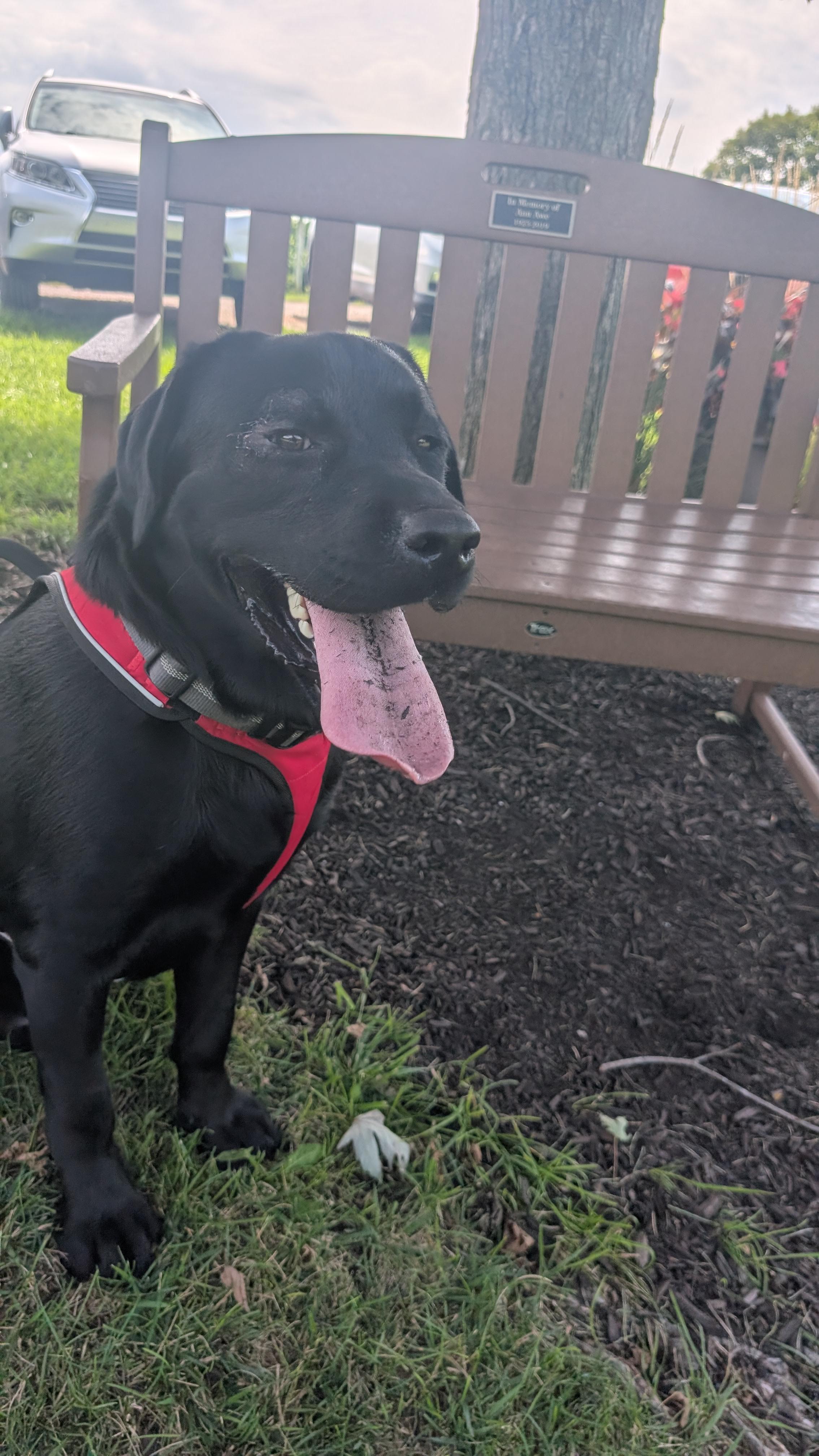 Boomer, a Adoptable Labrador Retriever in Indianapolis, IN image 4/4