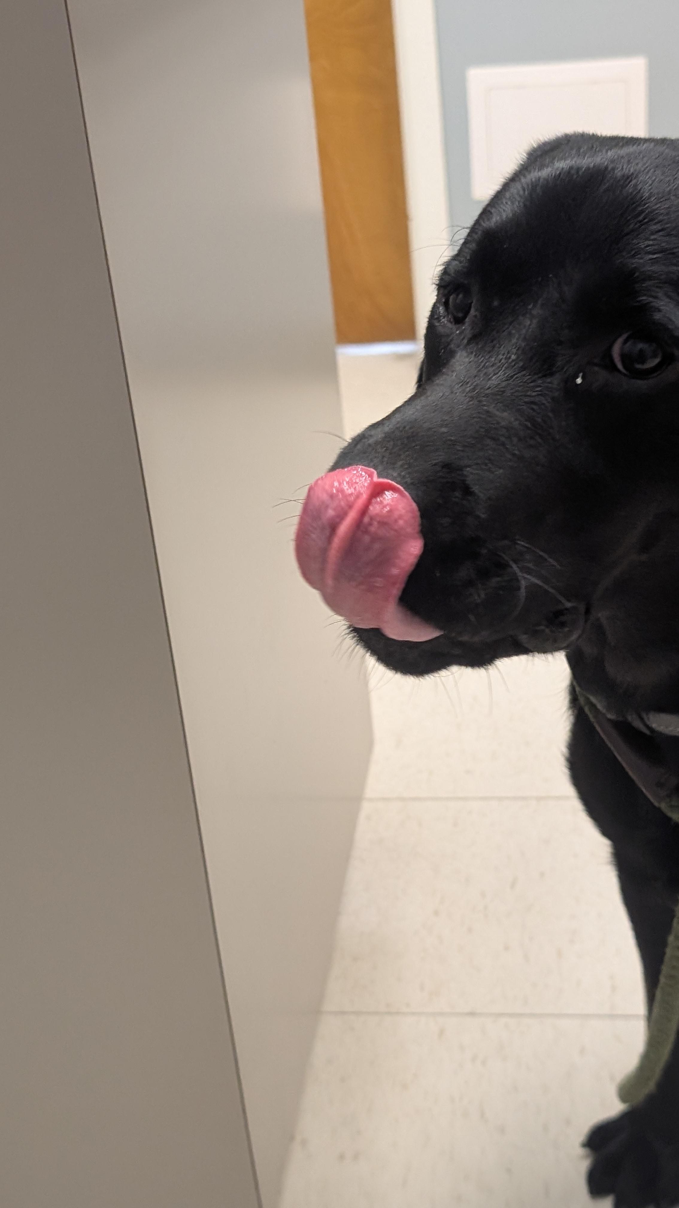 Boomer, a Adoptable Labrador Retriever in Indianapolis, IN image 3/4