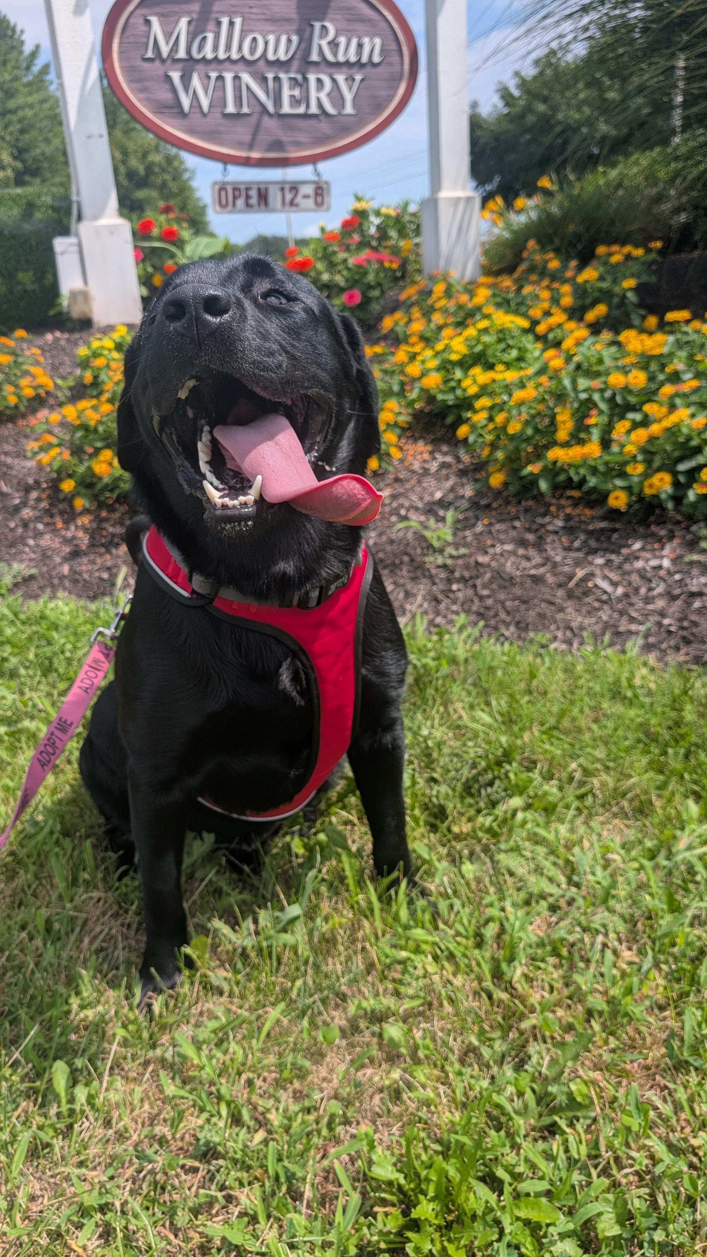 Boomer, Adoptable, Young Male Labrador Retriever.
