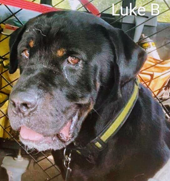 LUKE B, a Adoptable mixed breed in Chapel Hill, NC image 2/6