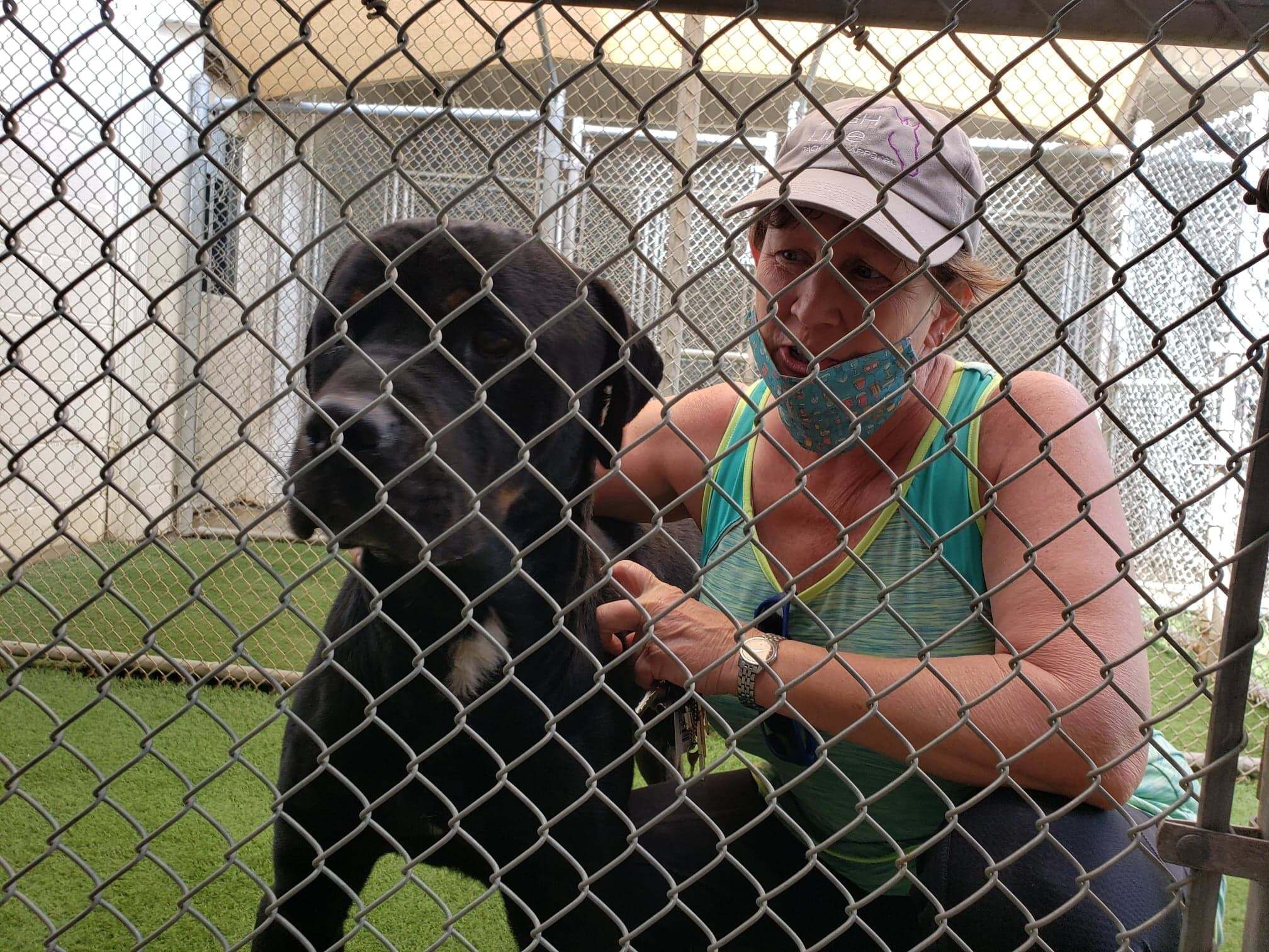 LUKE B, a Adoptable mixed breed in Chapel Hill, NC image 3/6