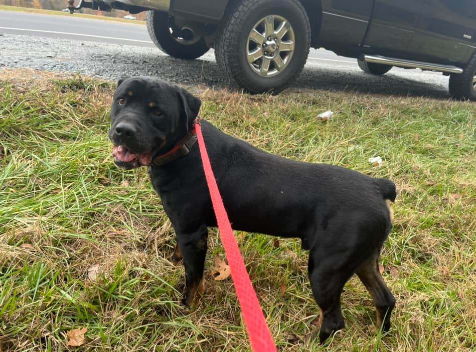 LUKE B, a Adoptable mixed breed in Chapel Hill, NC image 4/6