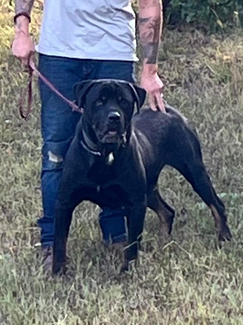 LUKE B, a Adoptable mixed breed in Chapel Hill, NC image 5/6