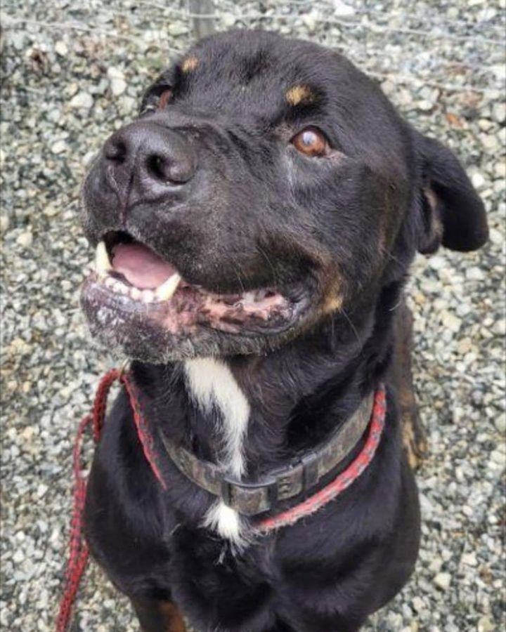 LUKE B, a Adoptable mixed breed in Chapel Hill, NC image 6/6