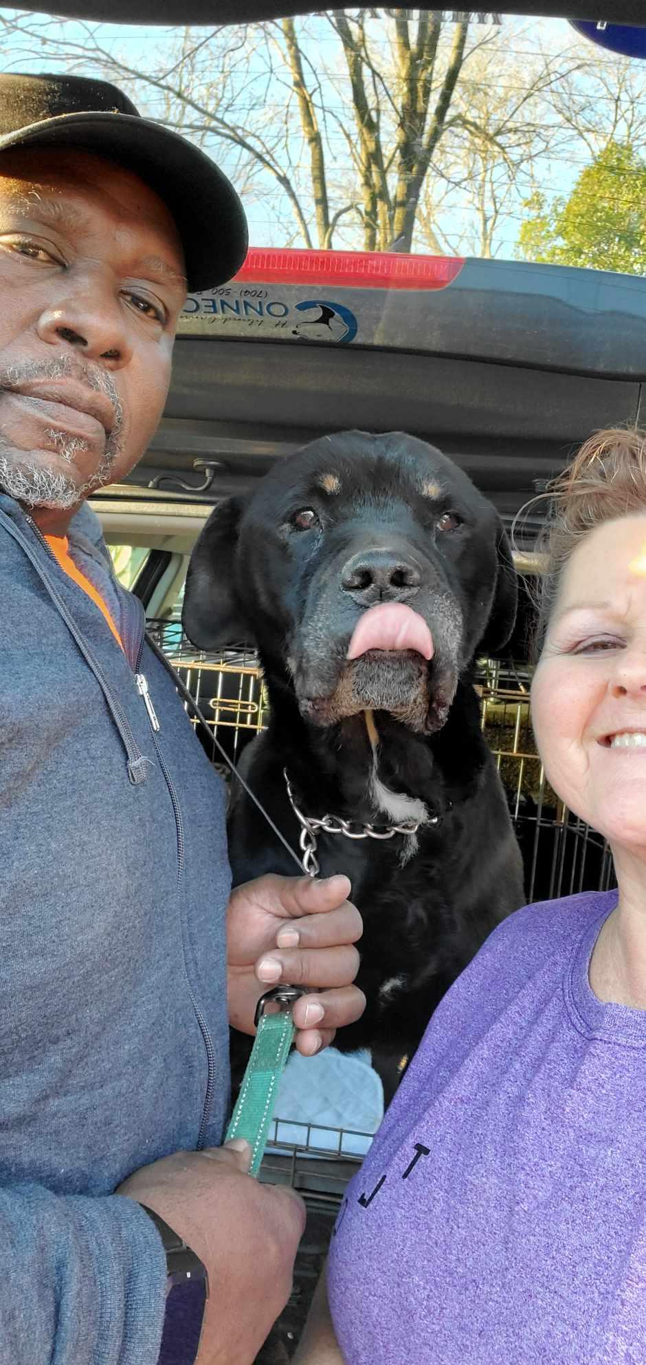 LUKE B, Adoptable, Adult Male Rottweiler & Pit Bull Terrier.