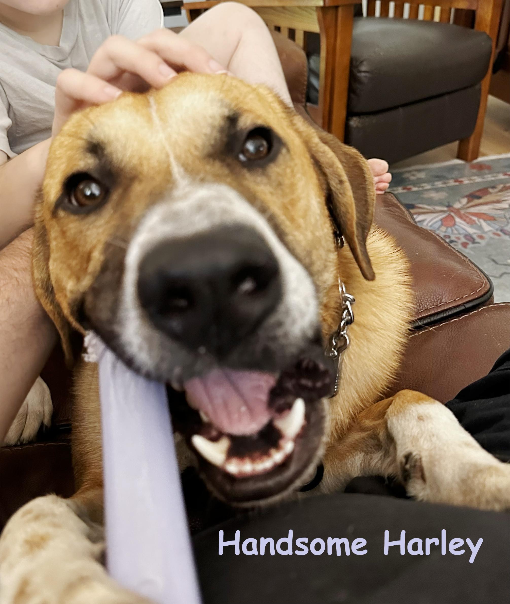Enlarge Handsome Harley, a ADOPTABLE mixed breed in Poway, CA image 2/6