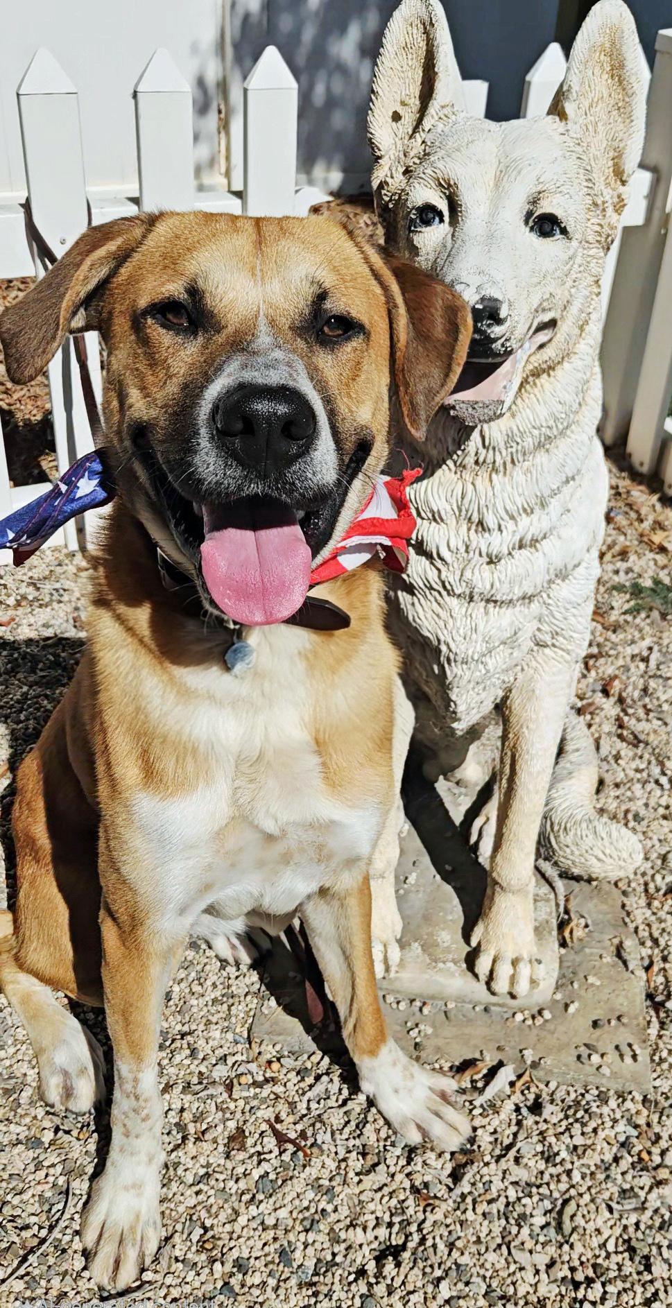 Enlarge Handsome Harley, a ADOPTABLE mixed breed in Poway, CA image 3/6