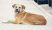 Enlarge Handsome Harley, a ADOPTABLE mixed breed in Poway, CA image 4/6
