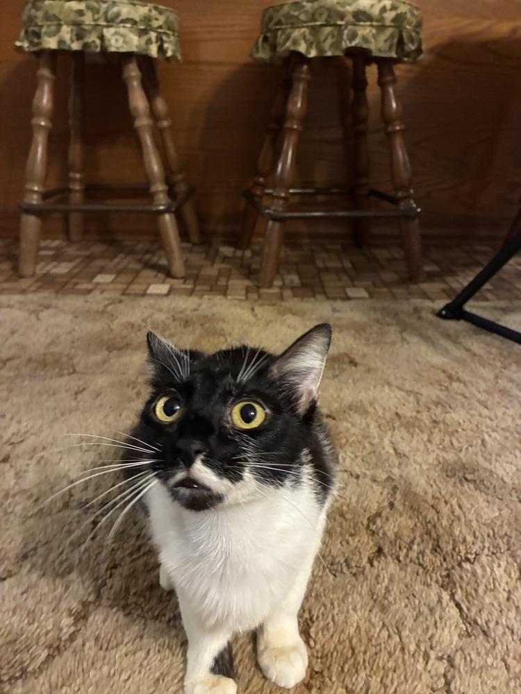 Meekro, Adoptable, Adult Female Domestic Short Hair.